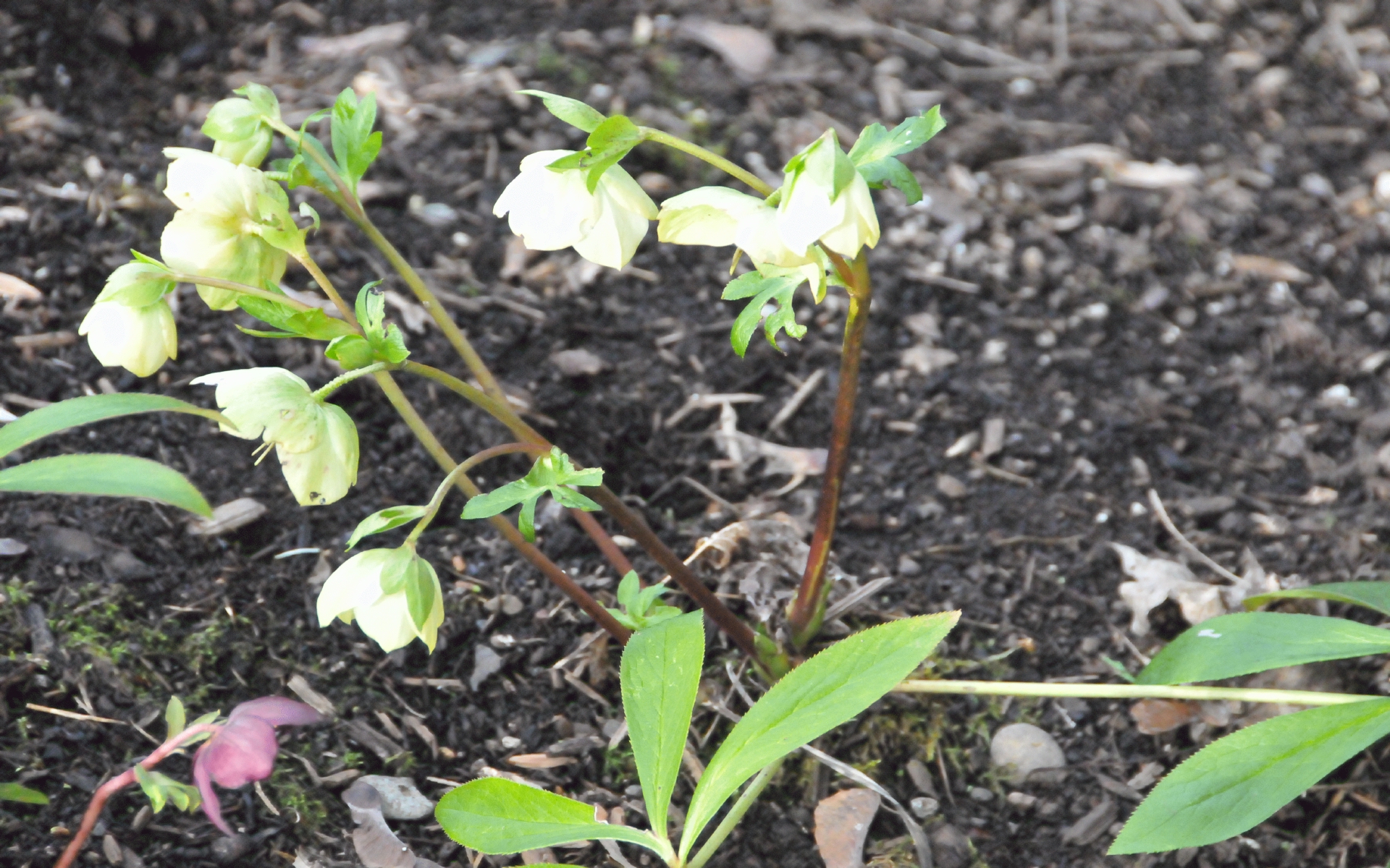 ./White_Hellebore_20240210_165849_C24_3192.jpg