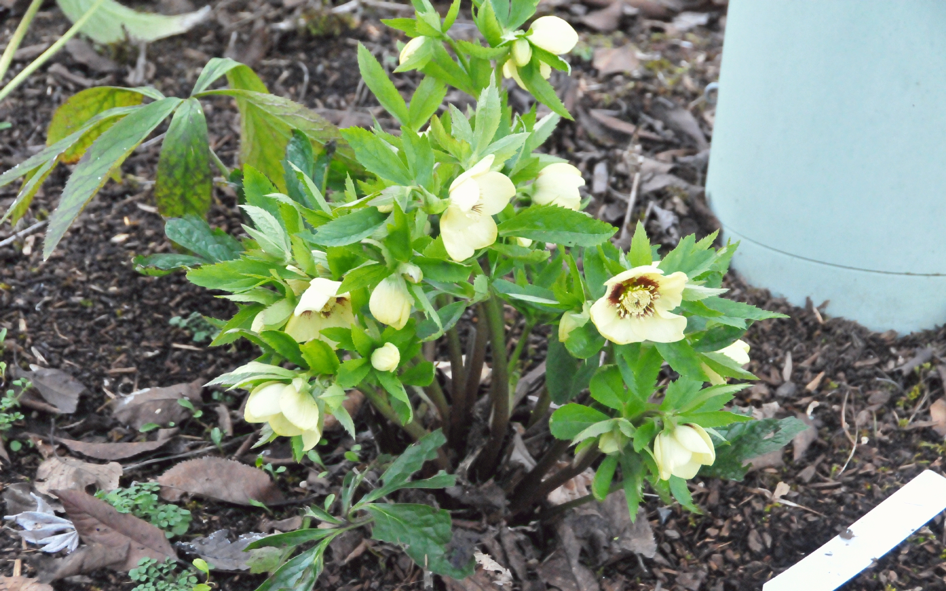 ./White_Hellebore_20240210_170021_C24_3194.jpg