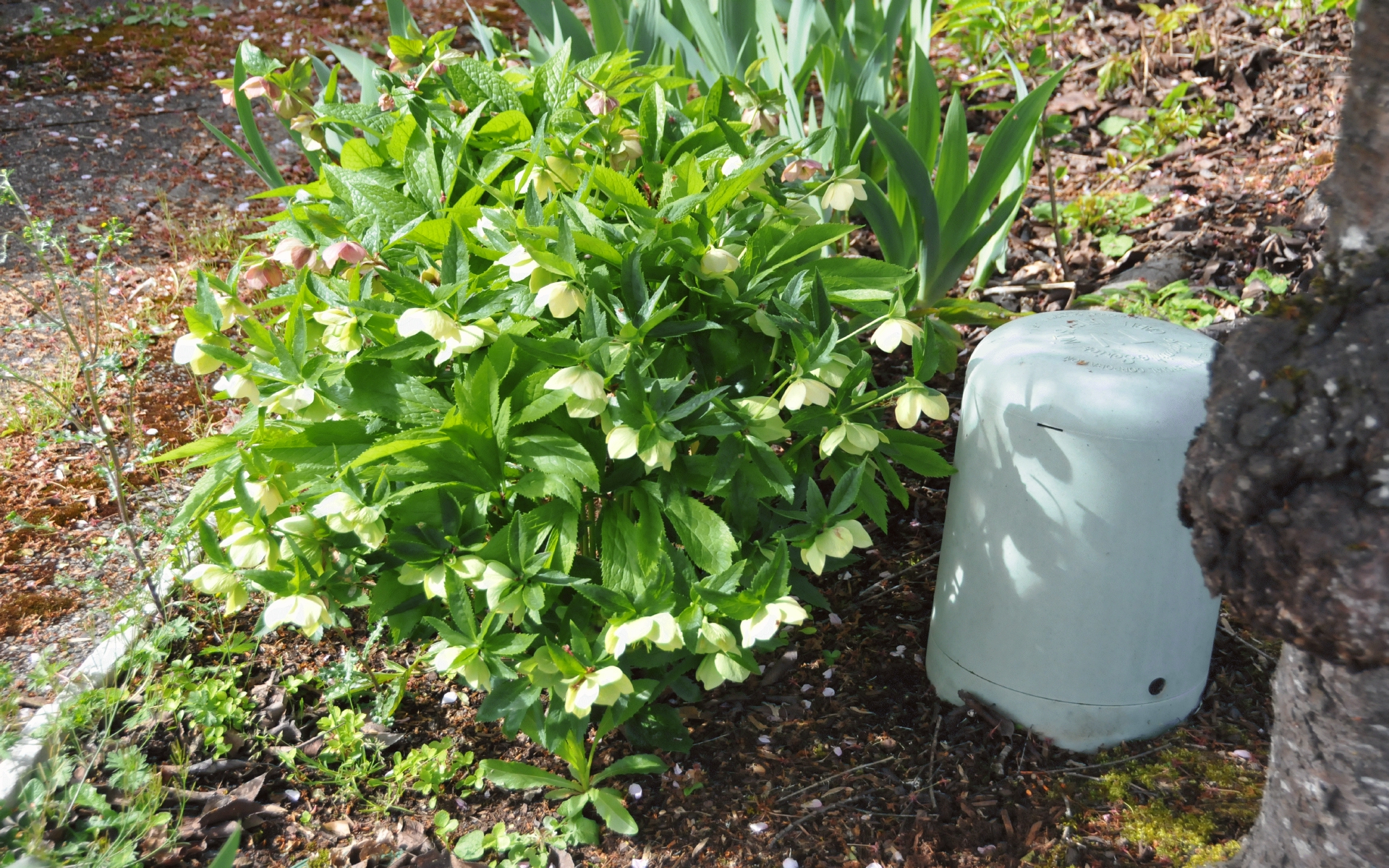 ./Front_White_Hellebore_20240408_103434_C24_0017.jpg