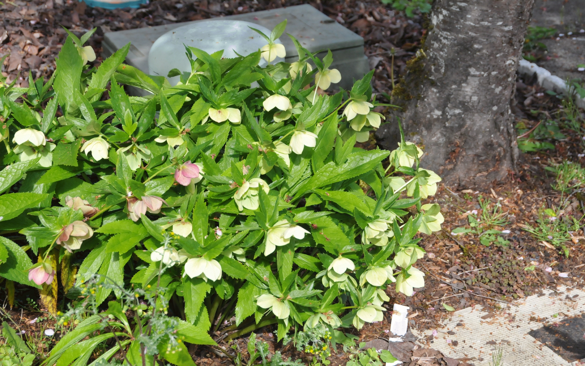 ./Front_White_Hellebore_20240408_103449_C24_0019.jpg