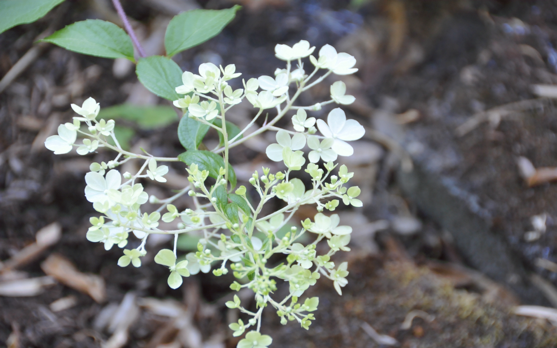 ./Hydrangea_Vanilla_Strawberry_20230722_102207_C23_0856.jpg