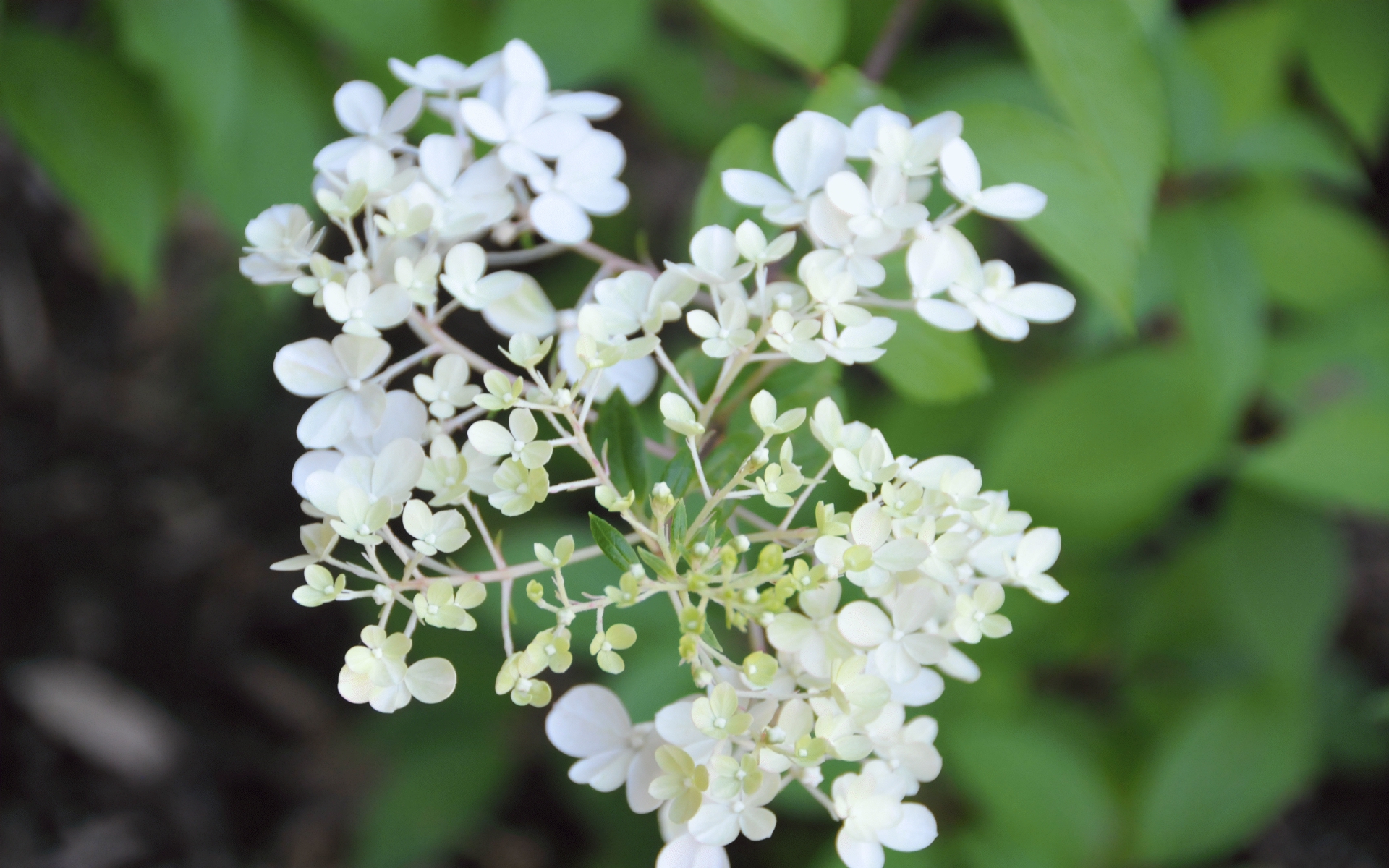 ./Hydrangea_Vanilla_Strawberry_20230722_102214_C23_0857.jpg