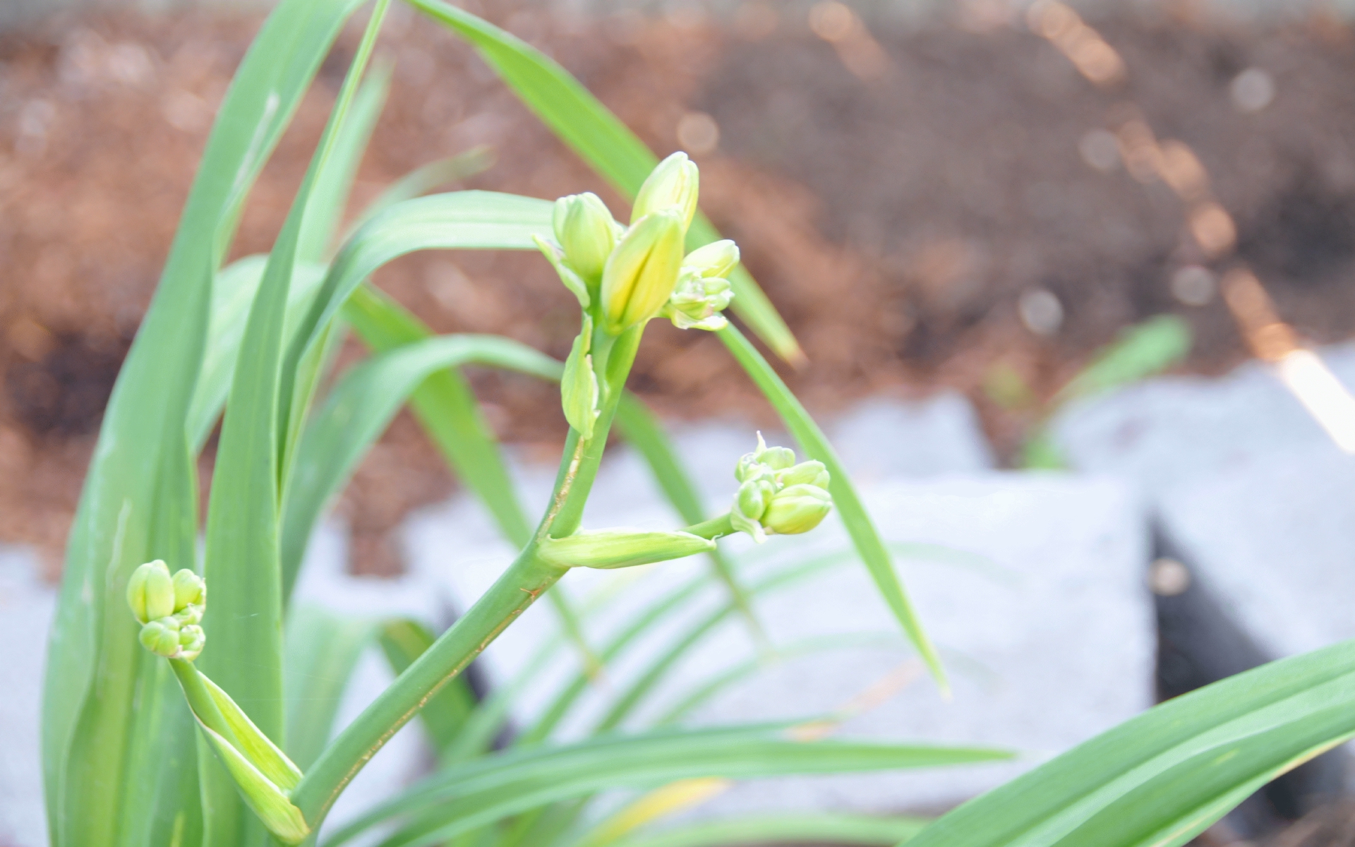 ./Daylily_20221018_120634_C22_1679.jpg