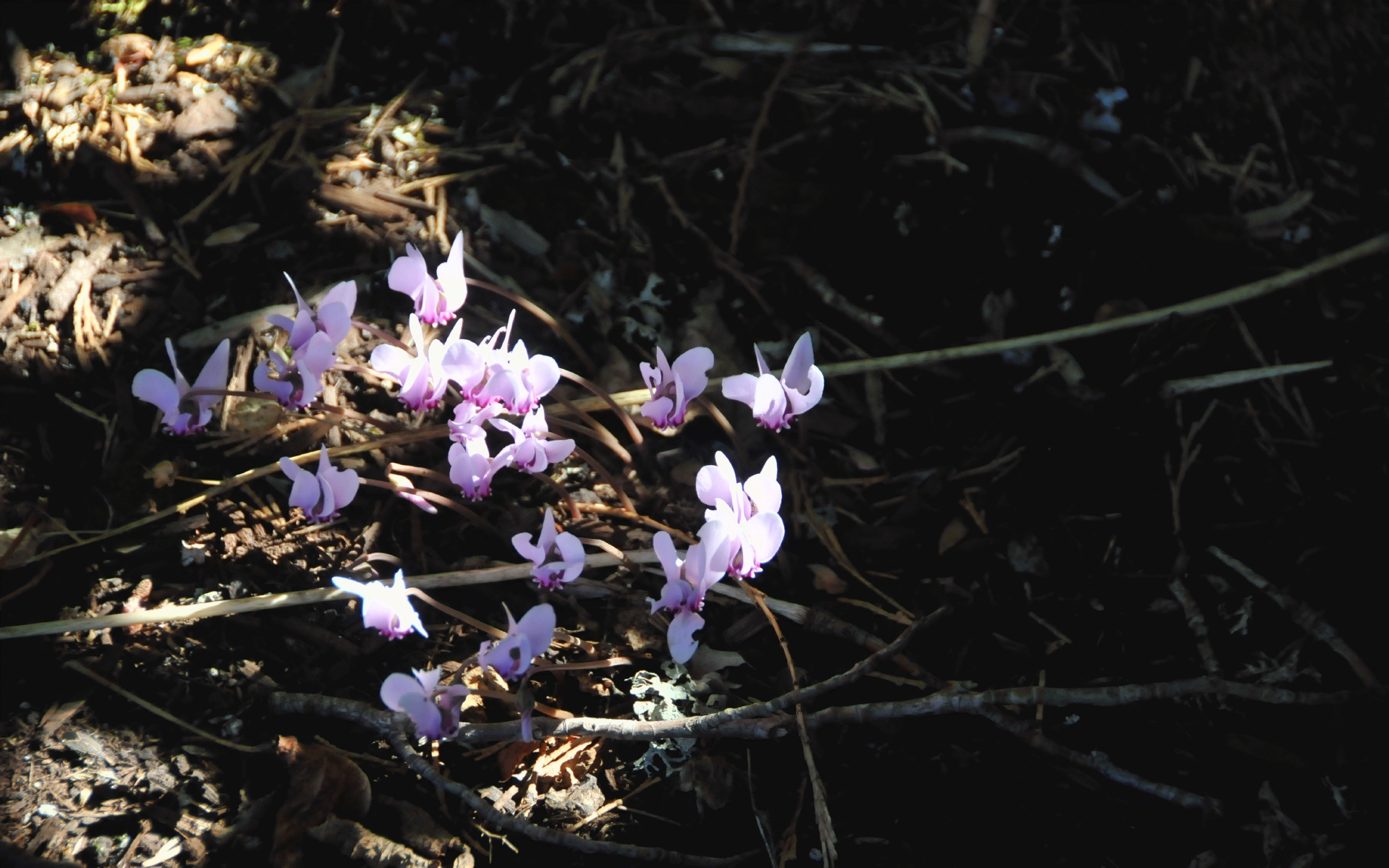 ./Small_Pinl_Blooms_20241007_133653_C24_1128.jpg