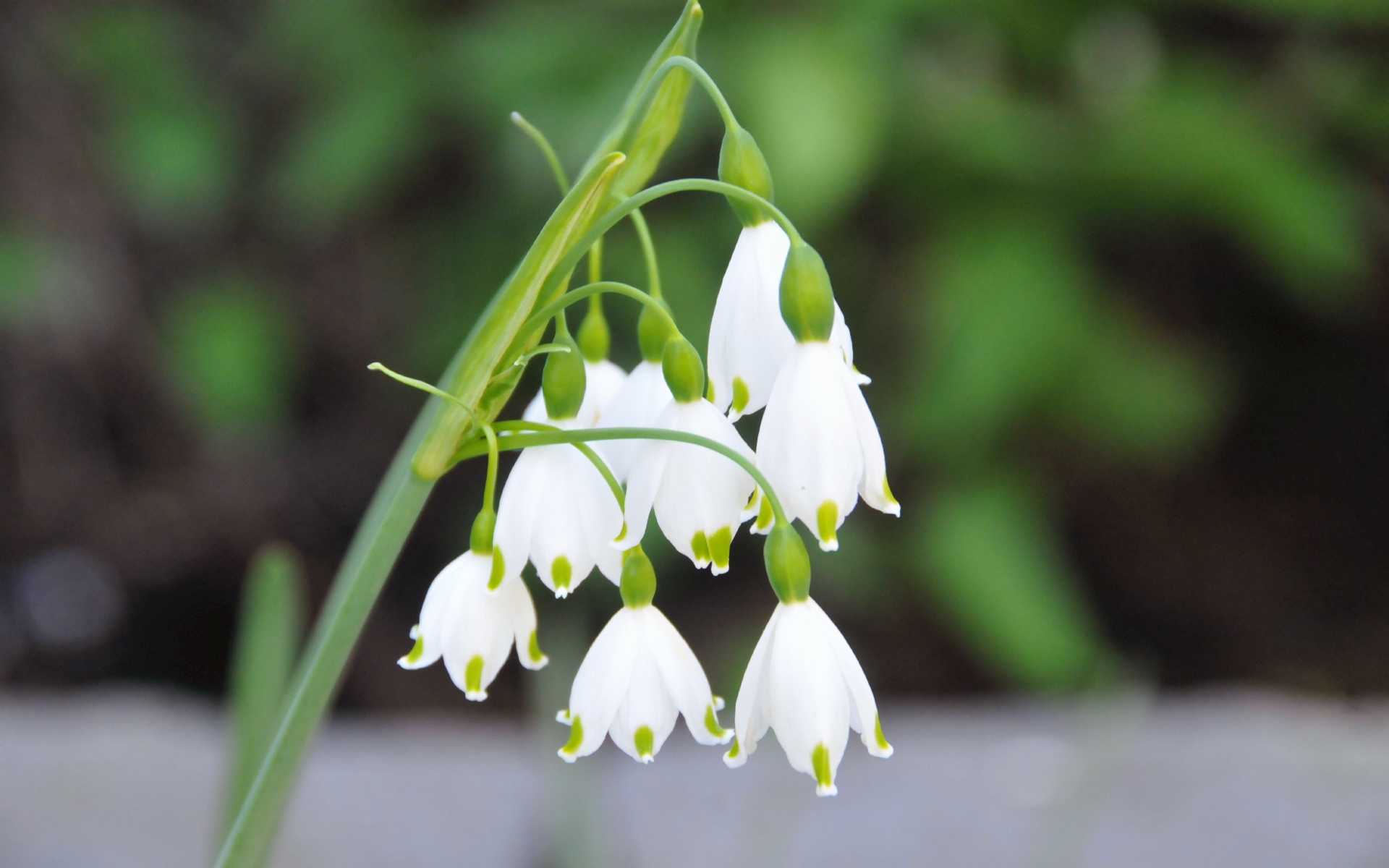 ./Snowdrop_flowers_20230429_110118_C23_0142.jpg