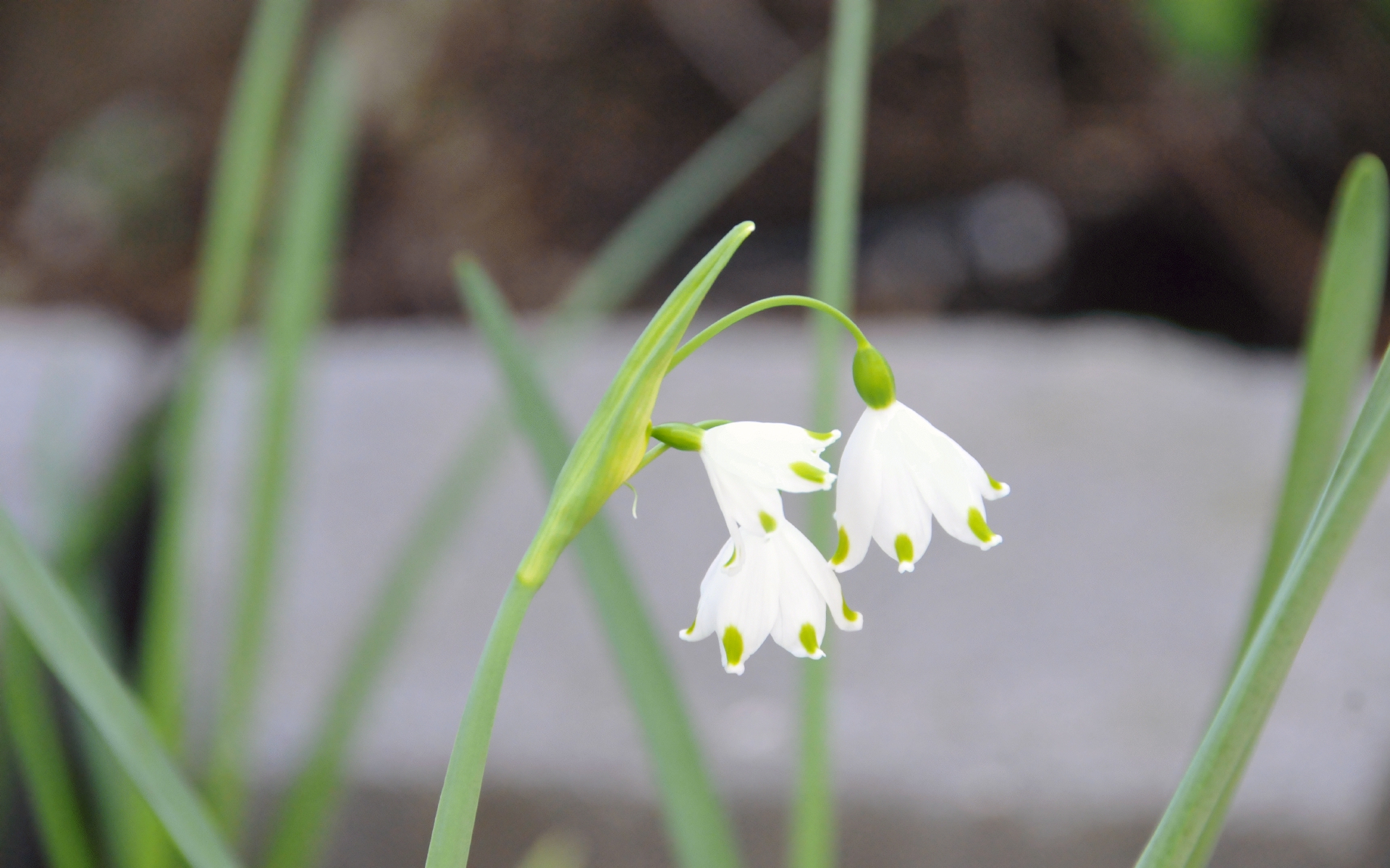 ./Snowdrop_flowers_20230429_110122_C23_0143.jpg