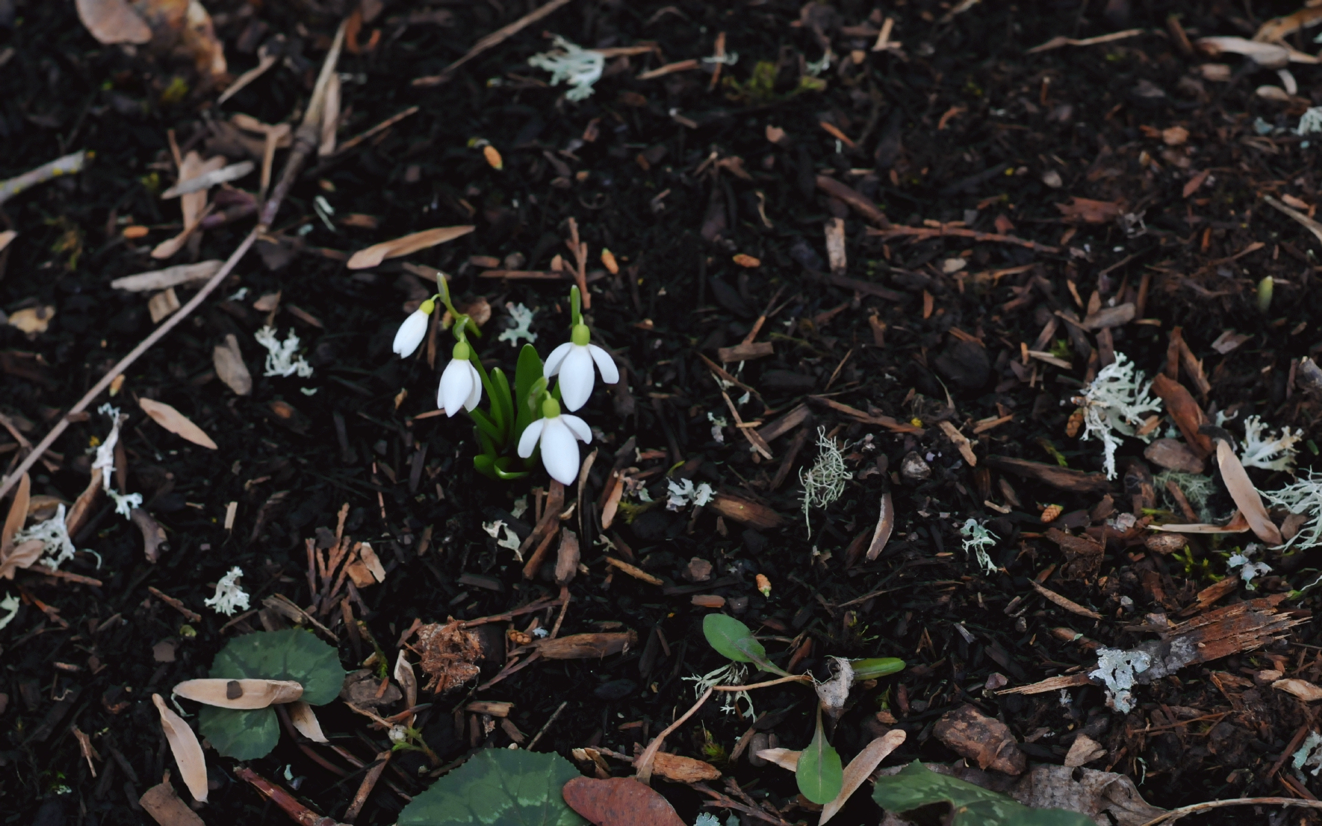 ./Snowdrops_20250220_170535_C25_1841.jpg