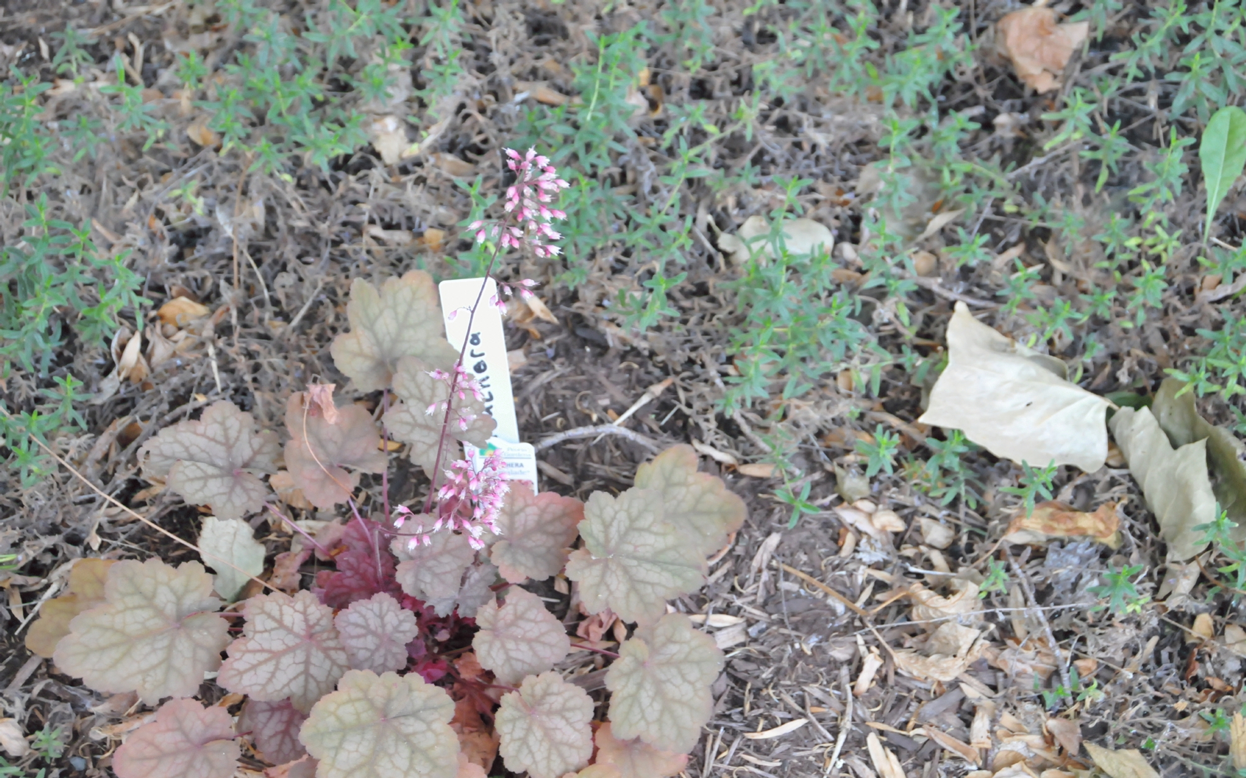 ./Brown_Heuchera_Flowers_1_20230820_110442_C23_1357.jpg