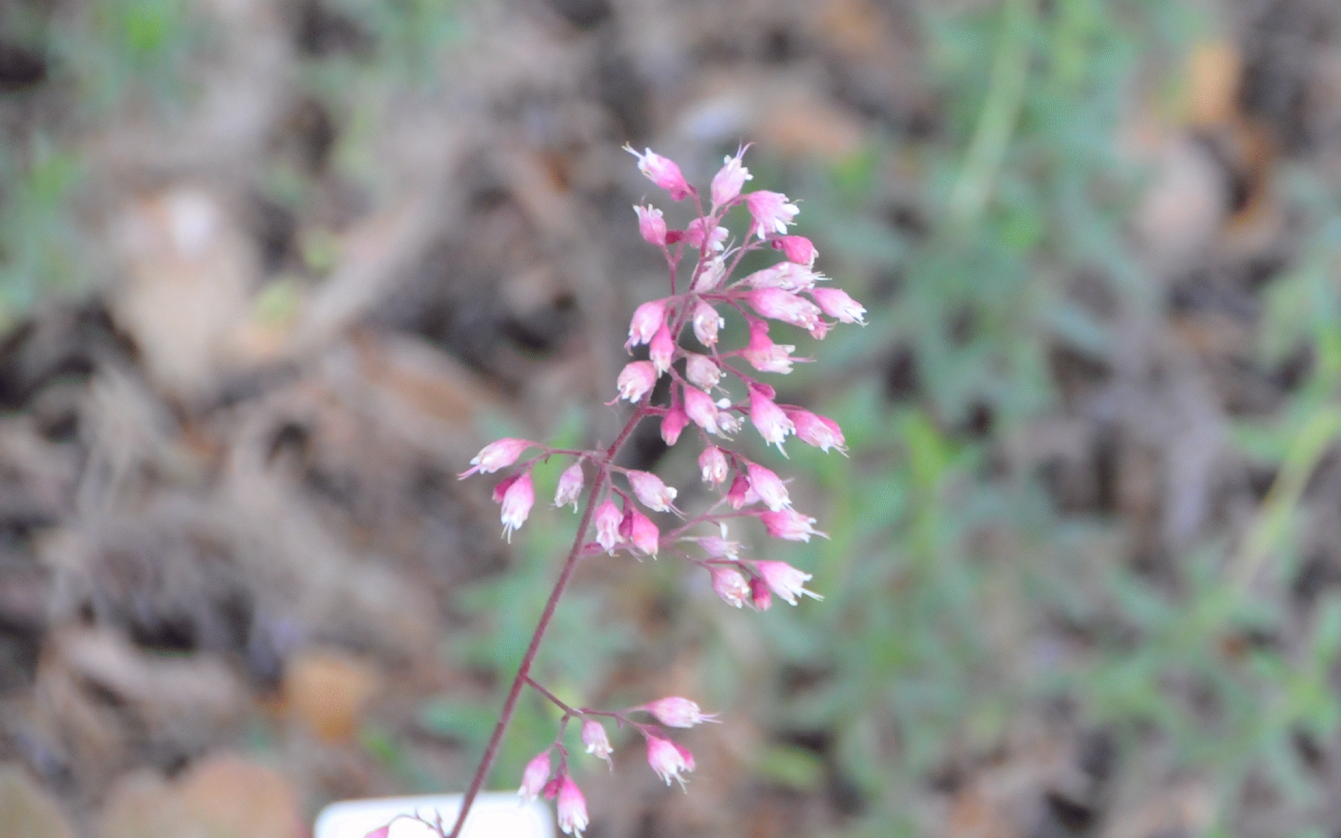 ./Brown_Heuchera_Flowers_20230820_110351_C23_1355.jpg