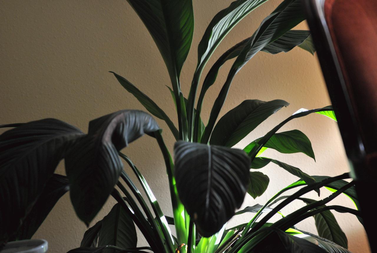 ./HousePlant20090307_DianesNovato_163616_0249BCX.jpg