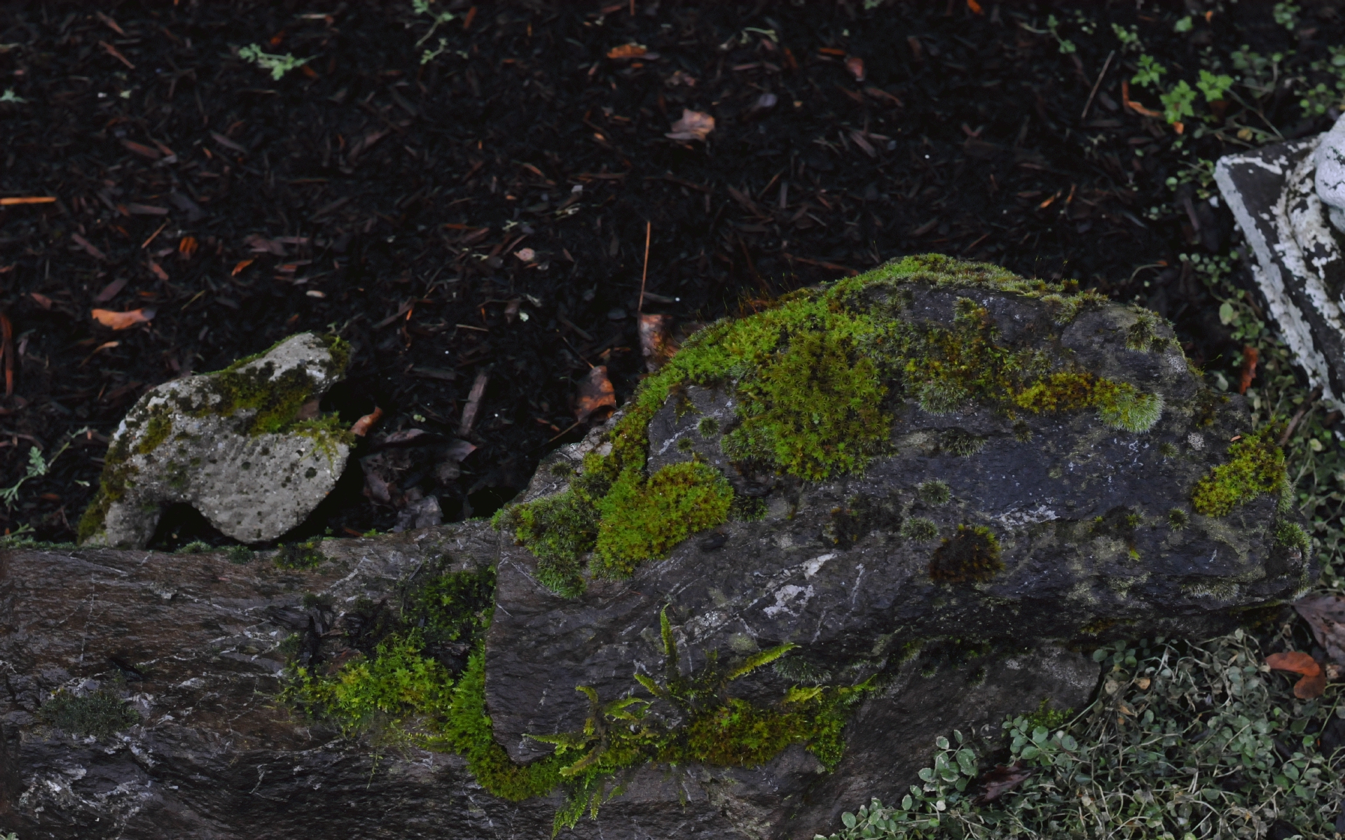 ./Moss_On_Rocks_20250219_113751_C25_1932.jpg