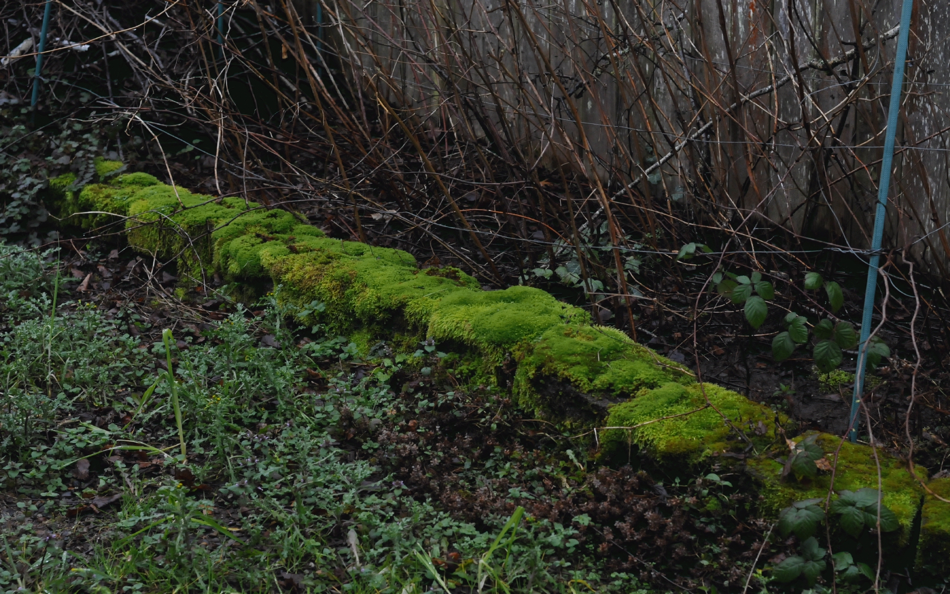 ./Moss_On_Rocks_20250219_113947_C25_1938.jpg