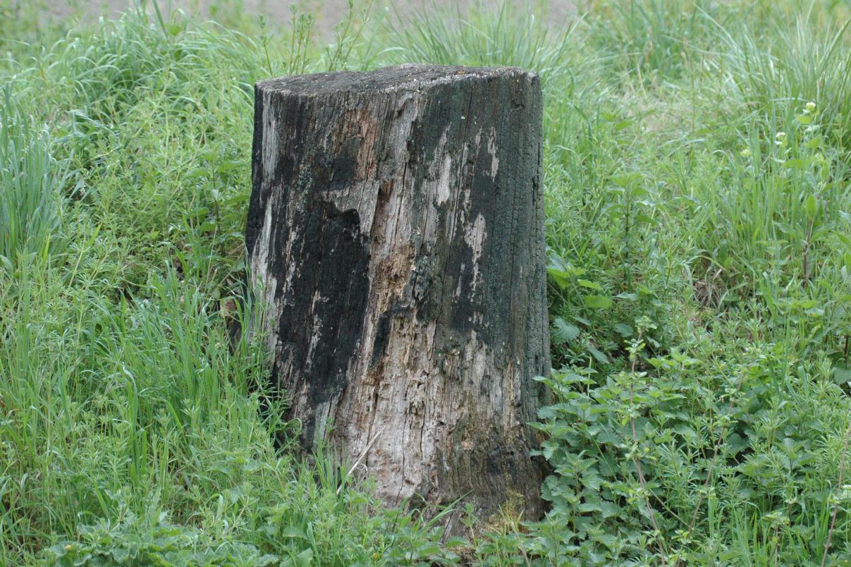 ./Stump2007_09.jpg