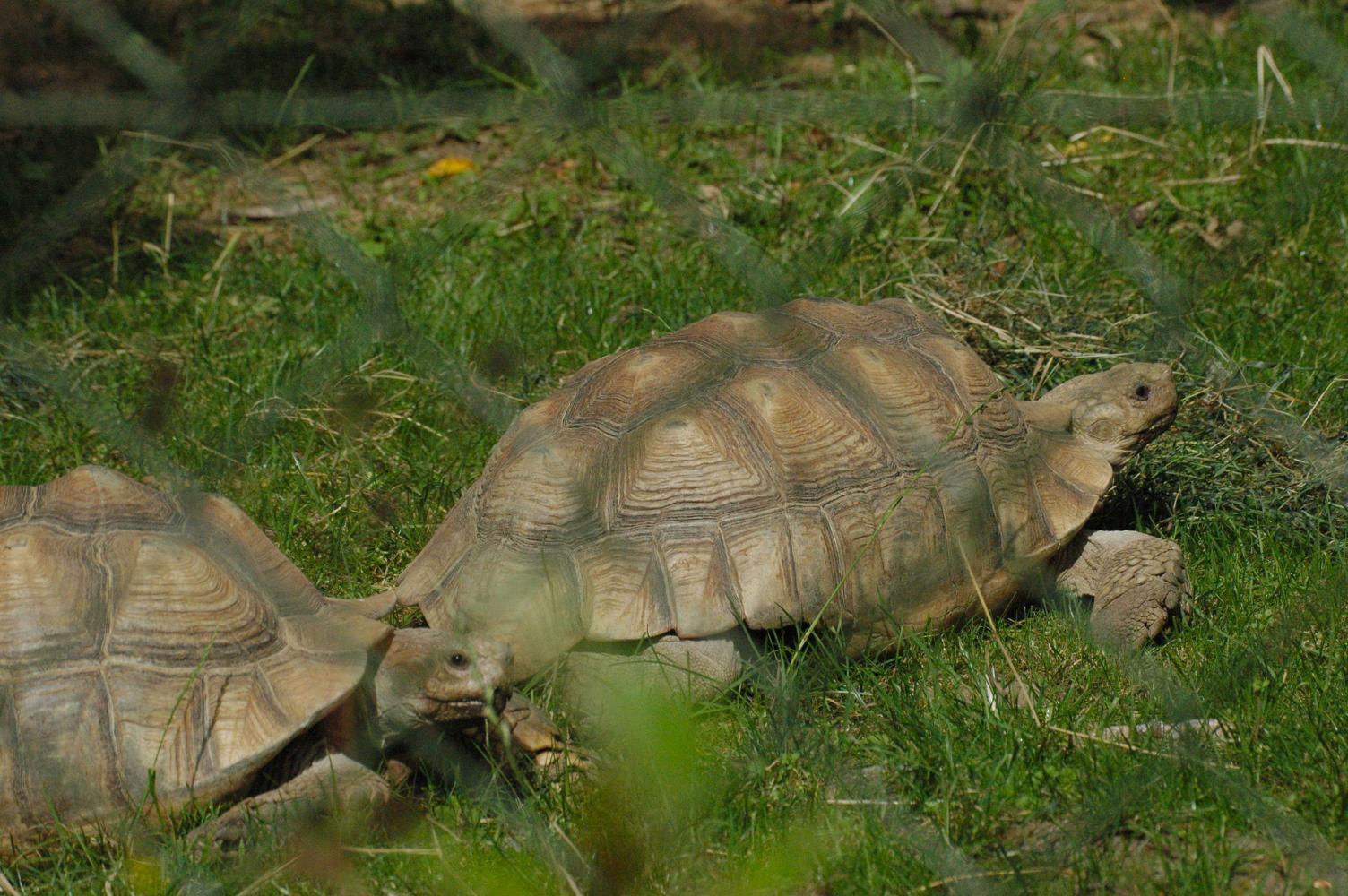 ./20071104_Tortoise_Dublin_Zoo.jpg