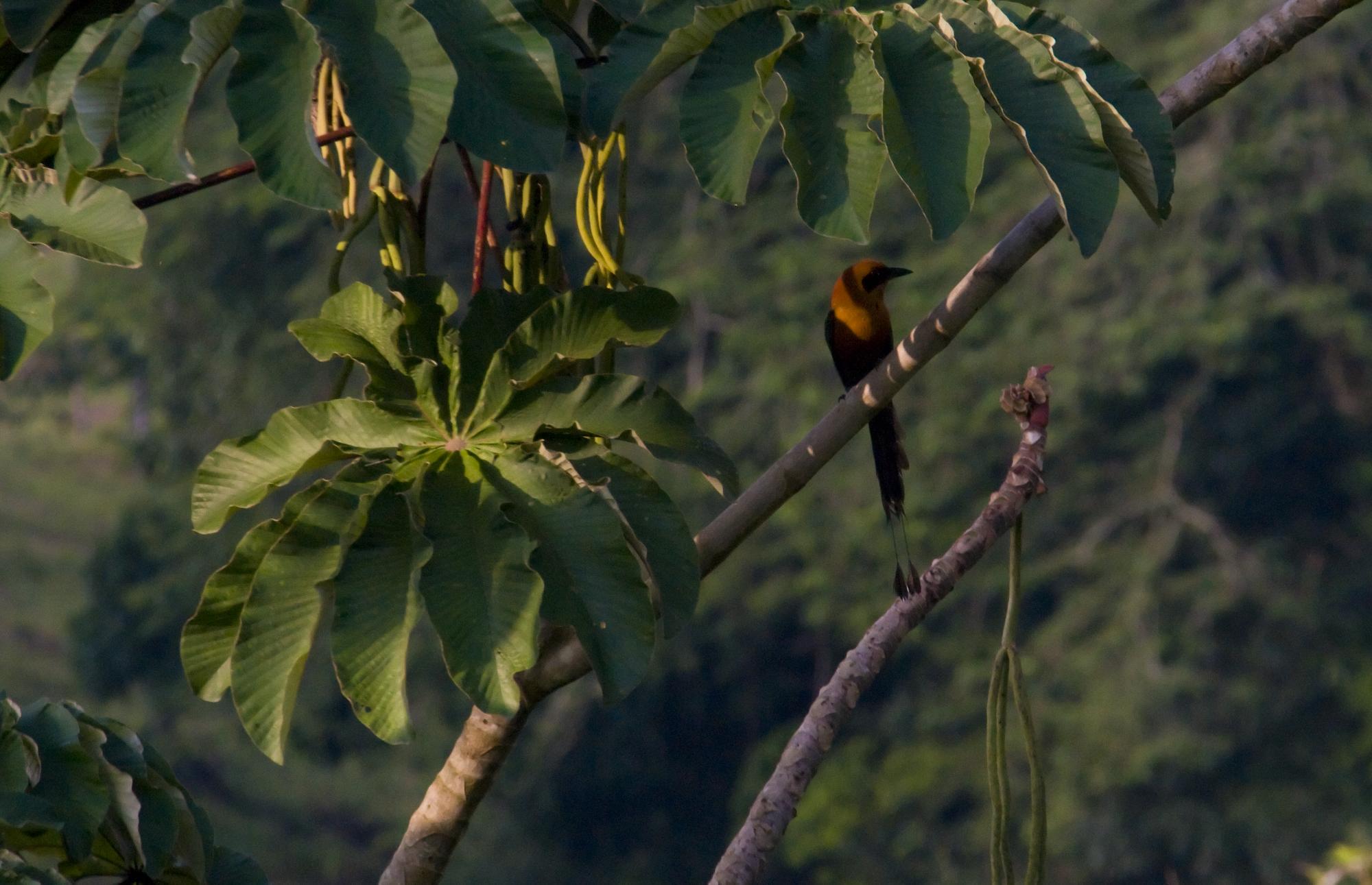 ./20081103_Rufous_Motmot_Arenal_foothills_Costa_Rica.jpg