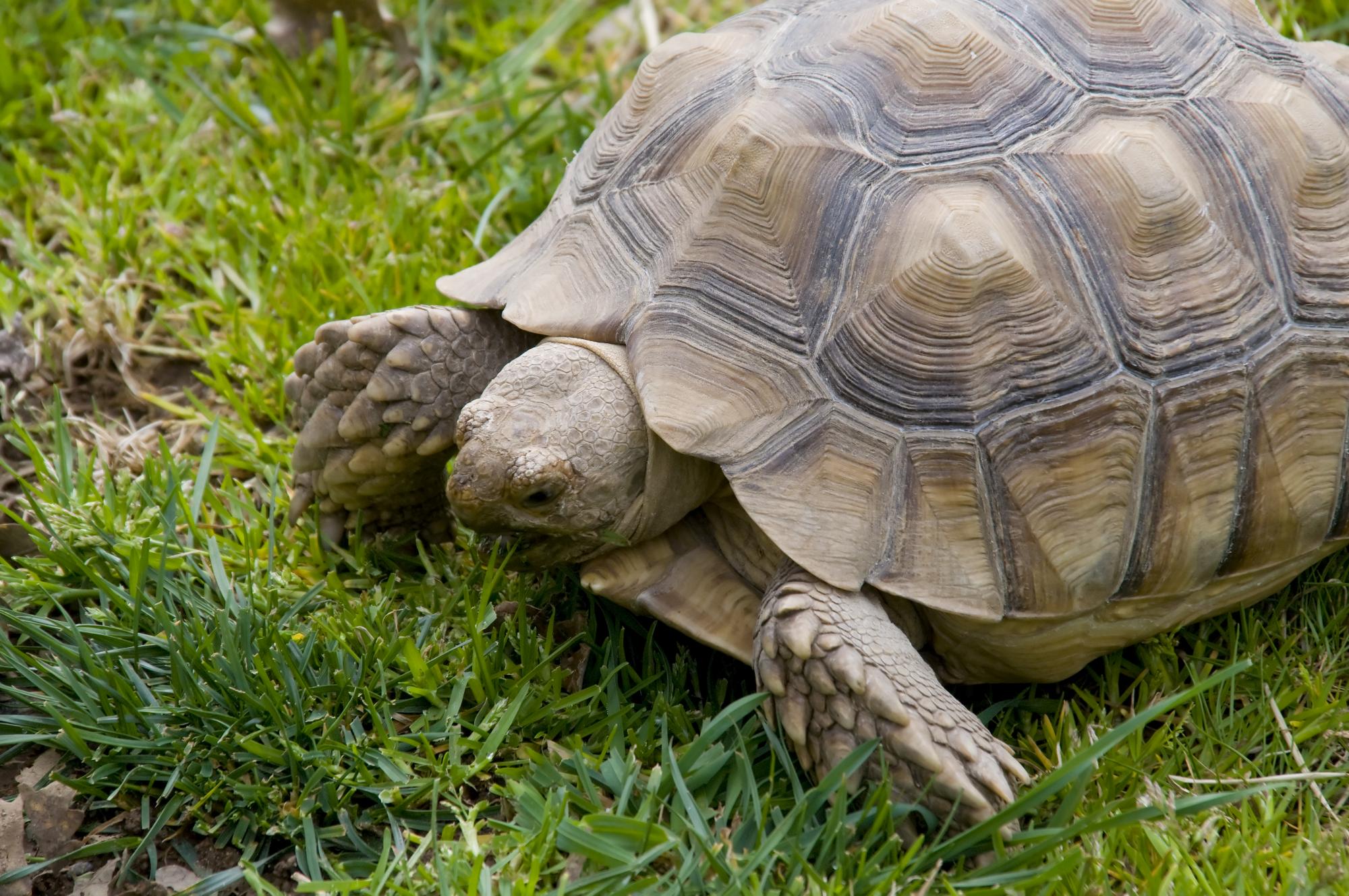 ./20090303_African_Spurred_Tortoise_Safari_West_Santa_Rosa.jpg