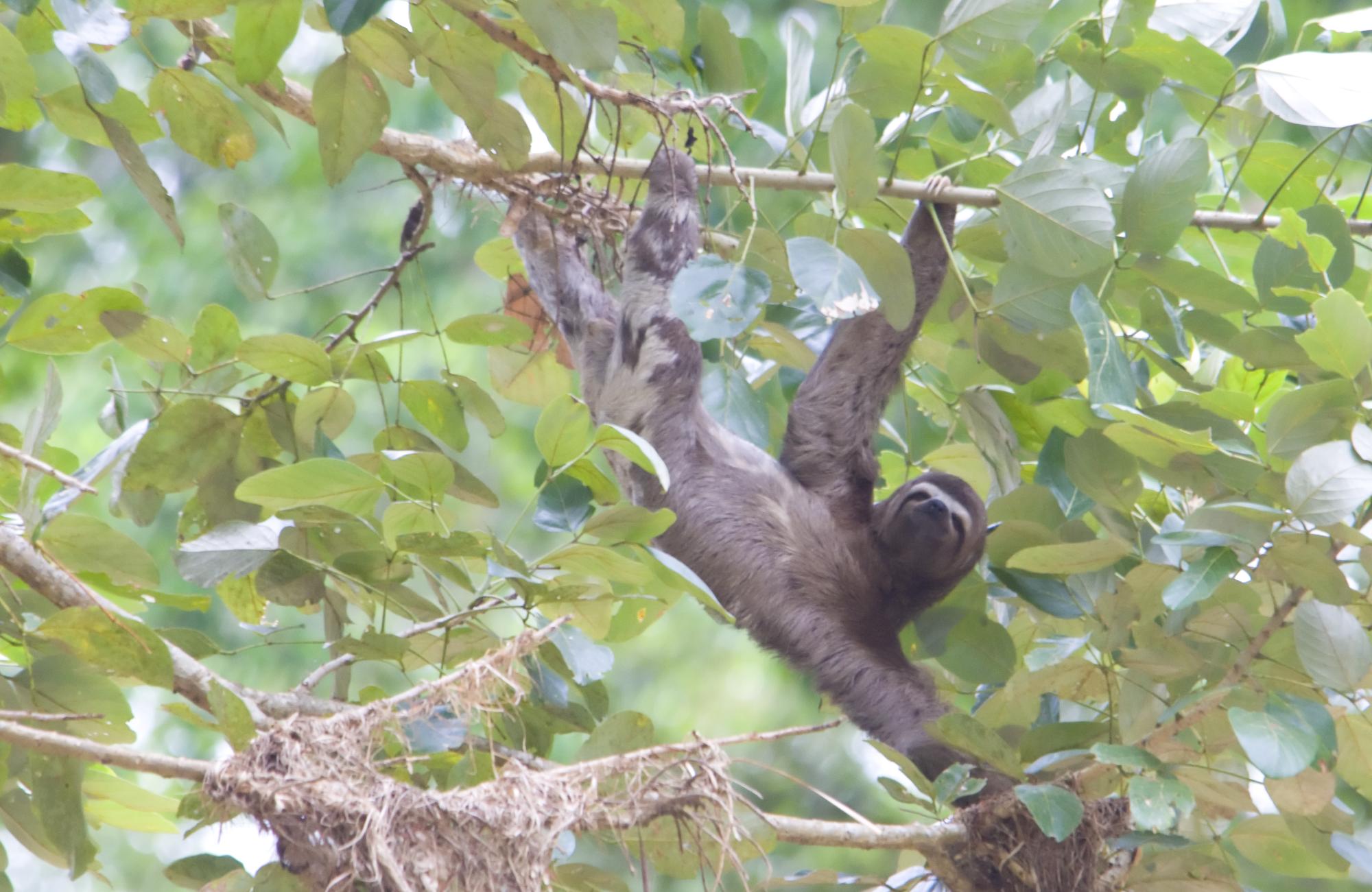 ./20090612_Male_Three_Toed_Sloth.jpg