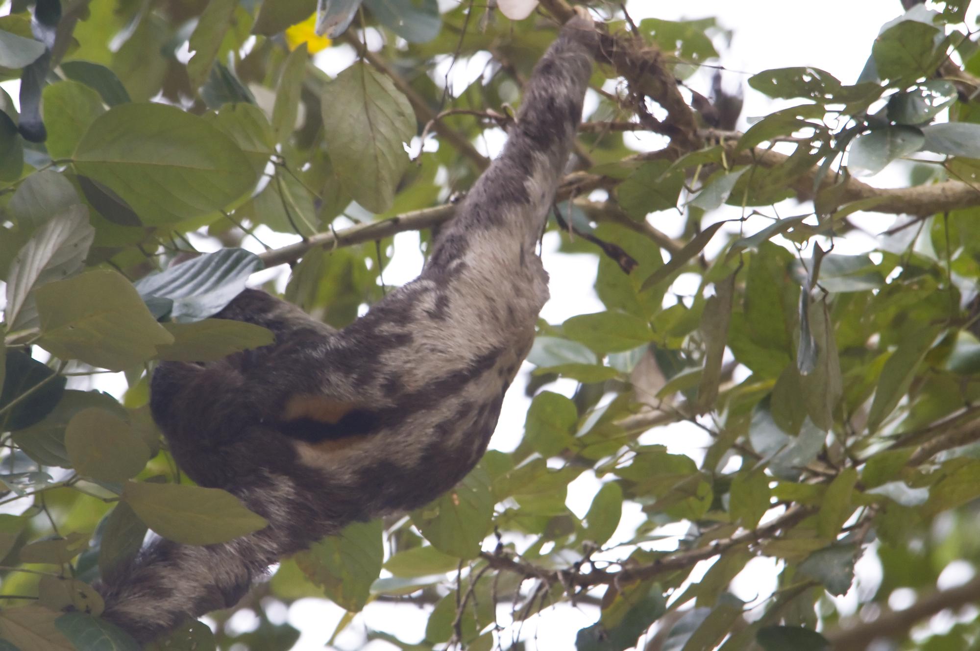 ./20090622_Three_Toed_Sloth_Markings_On_Back.jpg