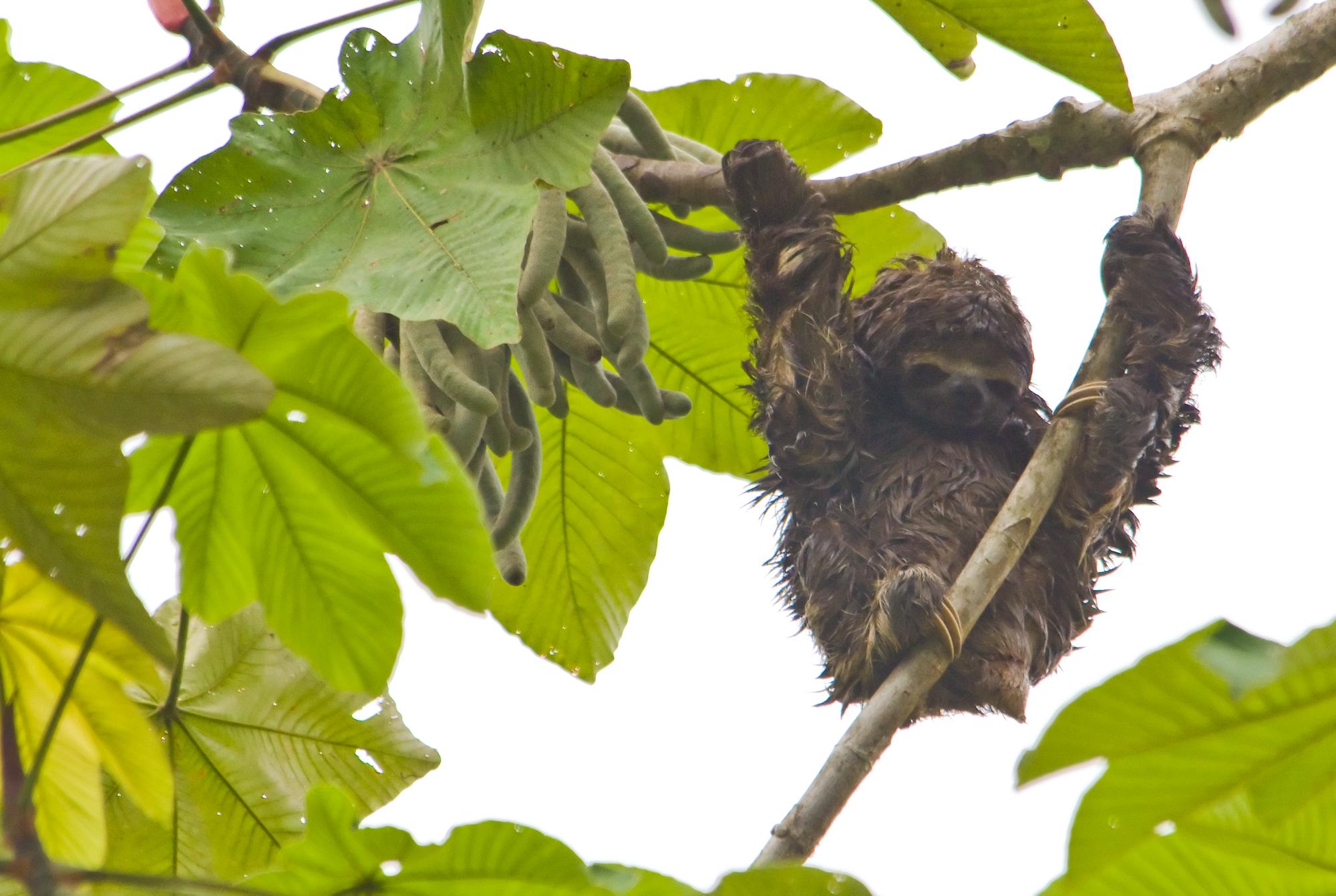 ./20091201_Three_Toed_Sloth_Soaking_Wet.jpg