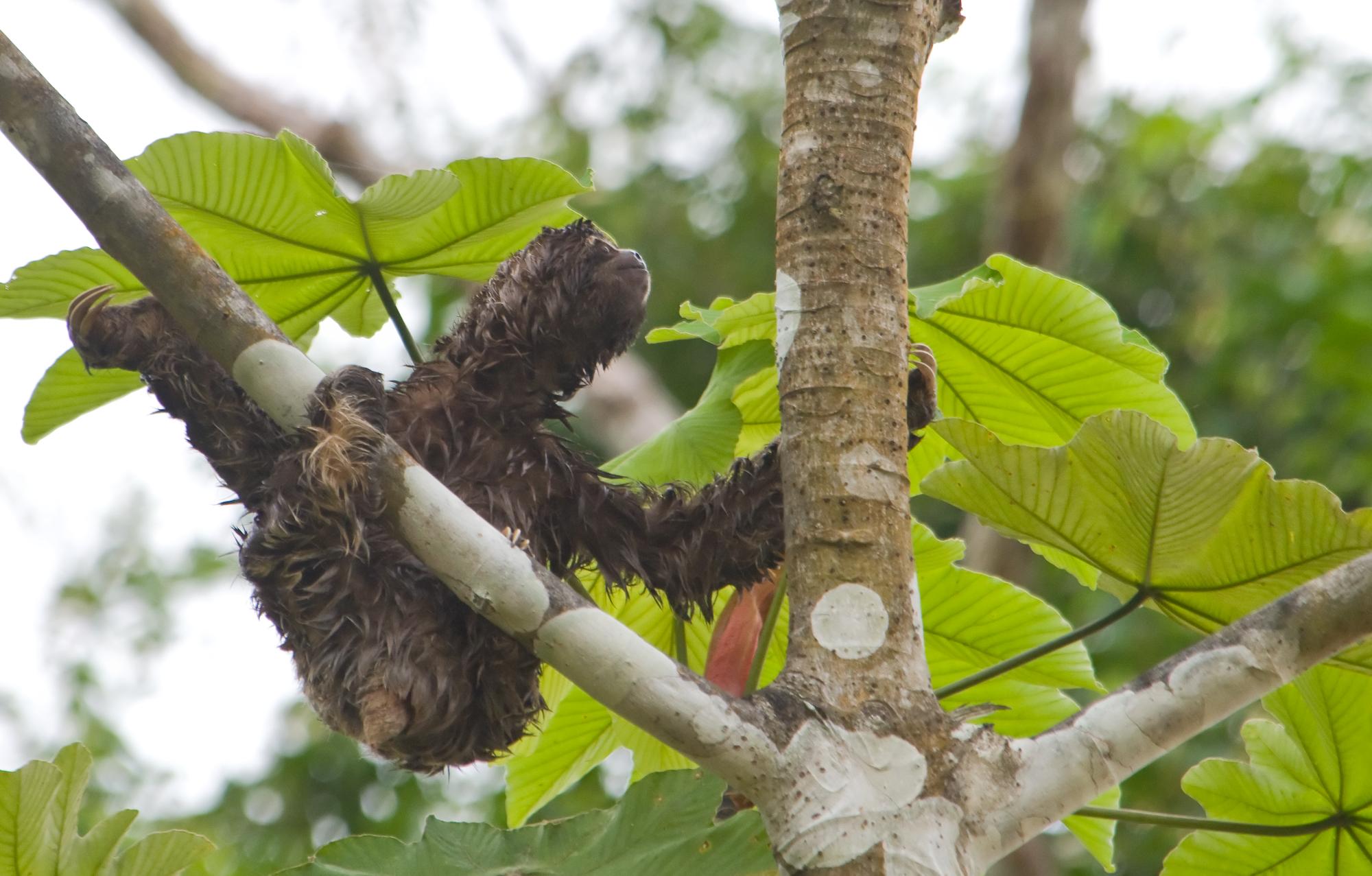 ./20091202_Three_Toed_Sloth_Still_Climbing.jpg