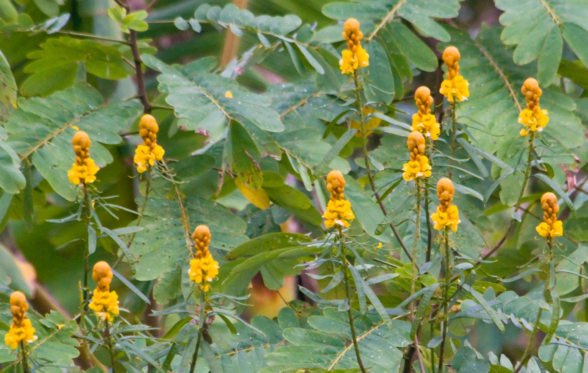 ./20091231_Yellow_Flowers_Amazon_Peru.jpg