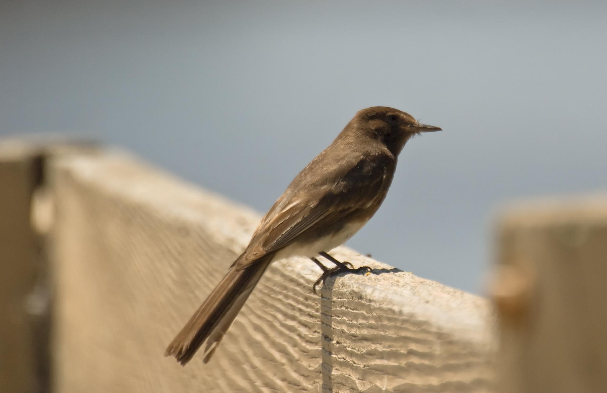 ./20100126_Black_Phoebe.jpg