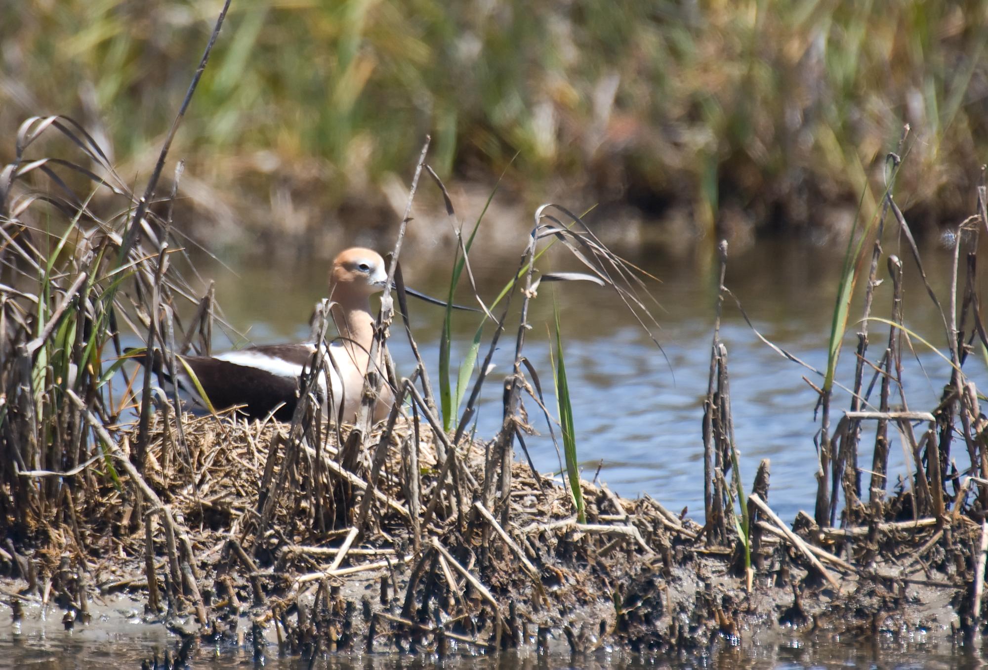 ./20100127_American_Avocet.jpg