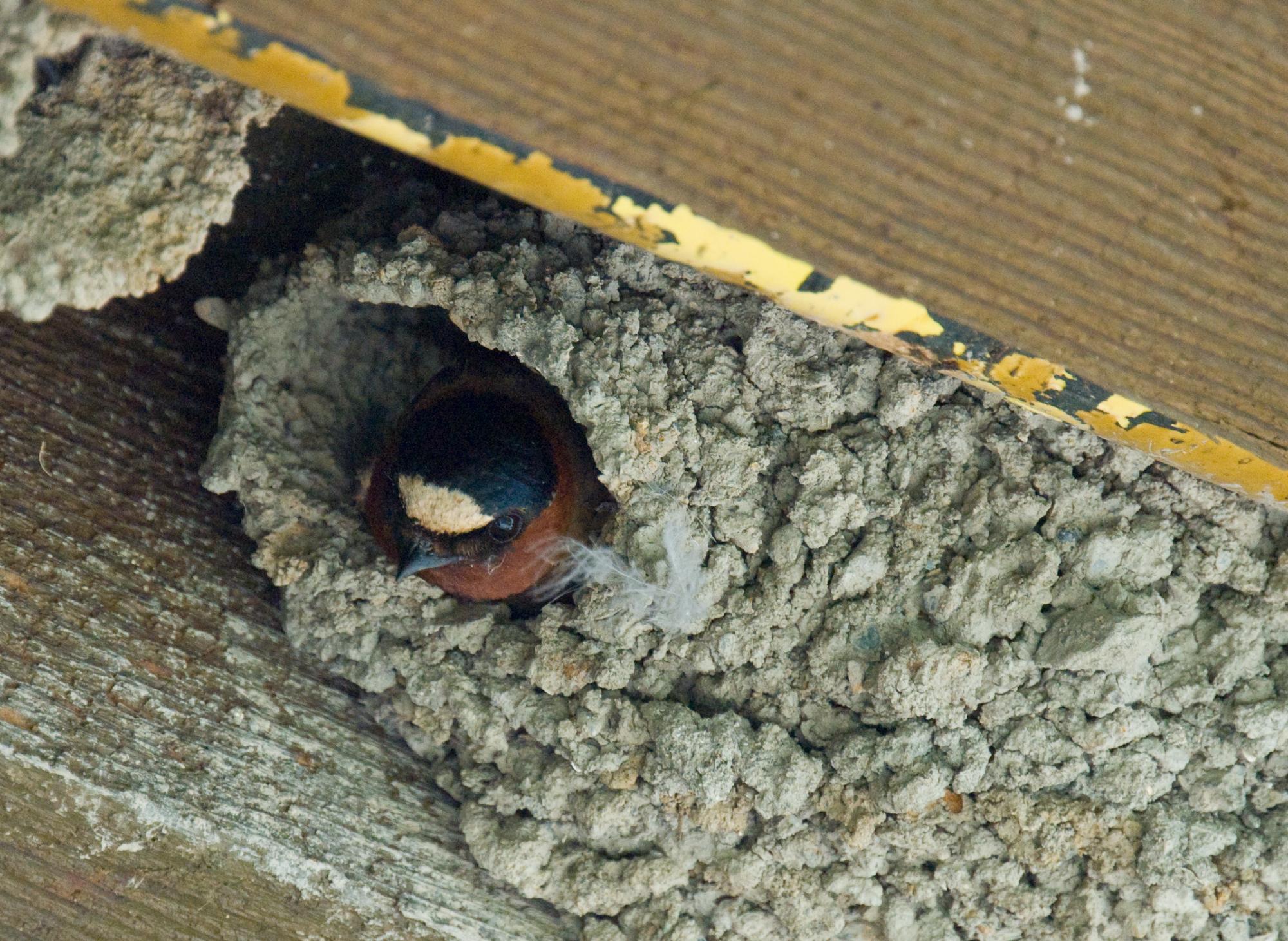 ./20100128_Cliff_Swallow.jpg