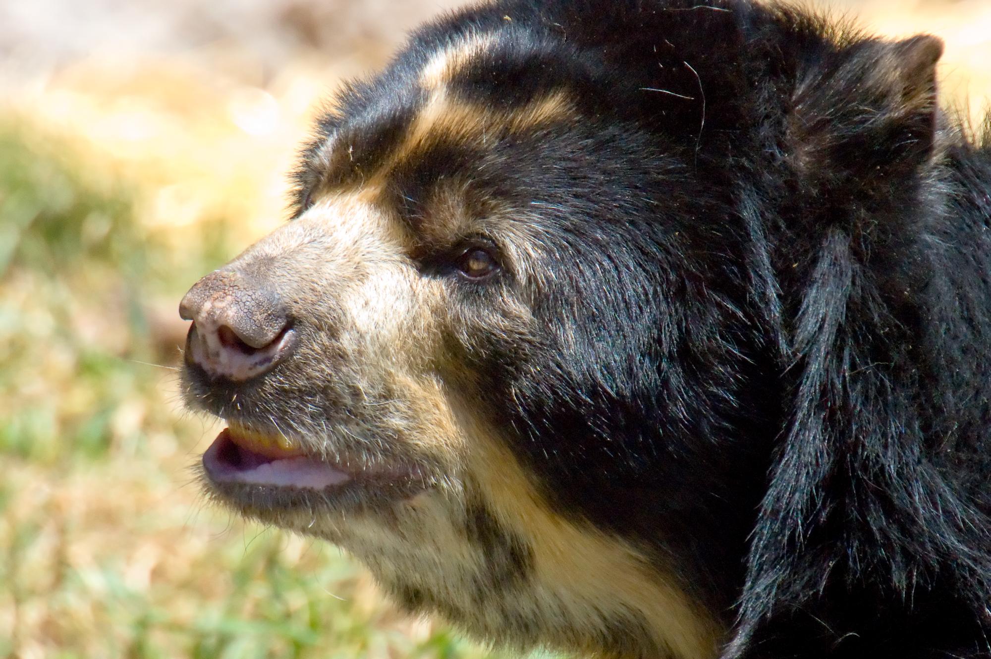 ./20100130_Spectacled_Bear.jpg