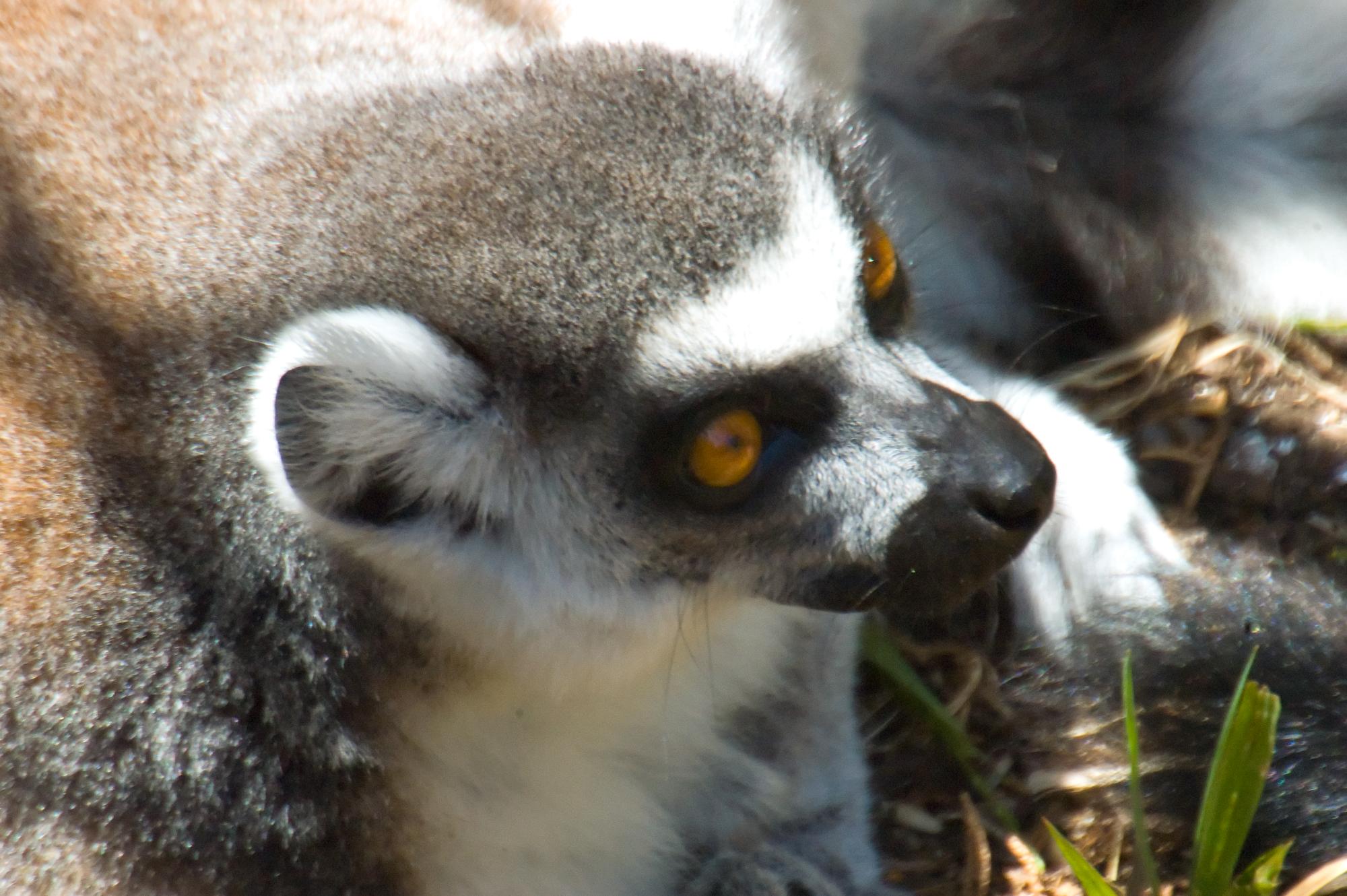 ./20100131_Ring-tailed_Lemur.jpg