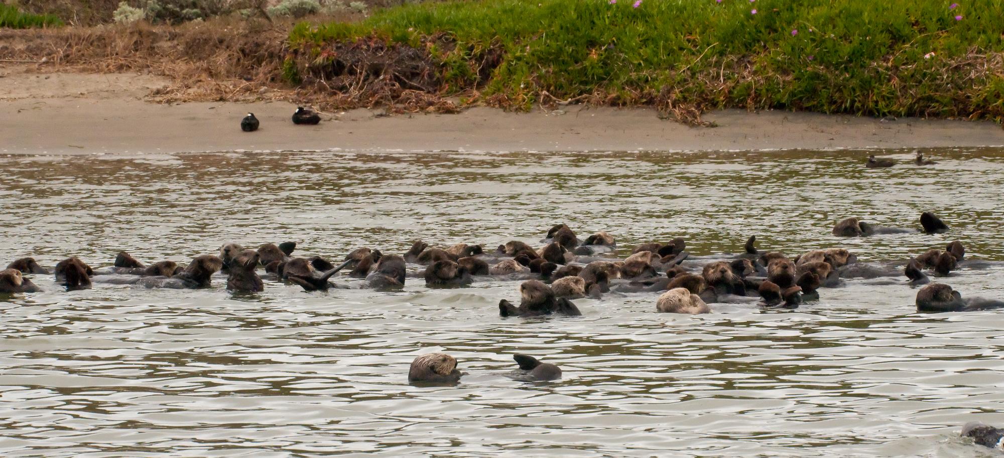 ./20100318_Raft_of_Sea_Otter.jpg