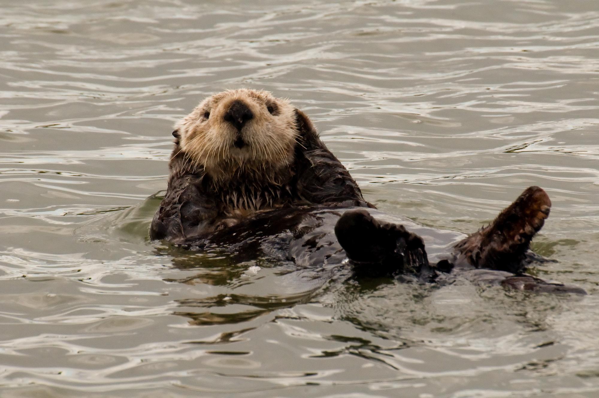 ./20100319_Sea_Otter_Groomed.jpg