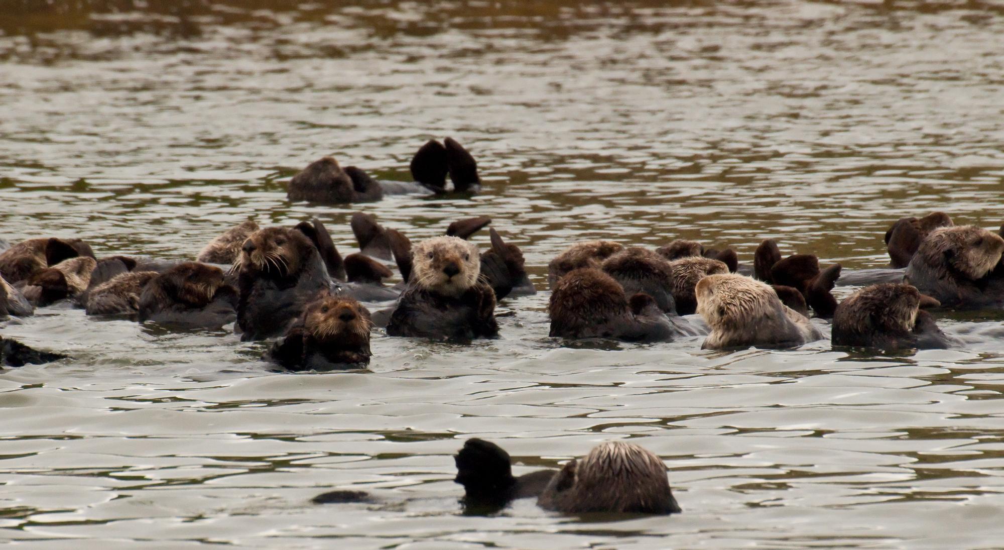 ./20100320_Raft_of_Sea_Otter.jpg