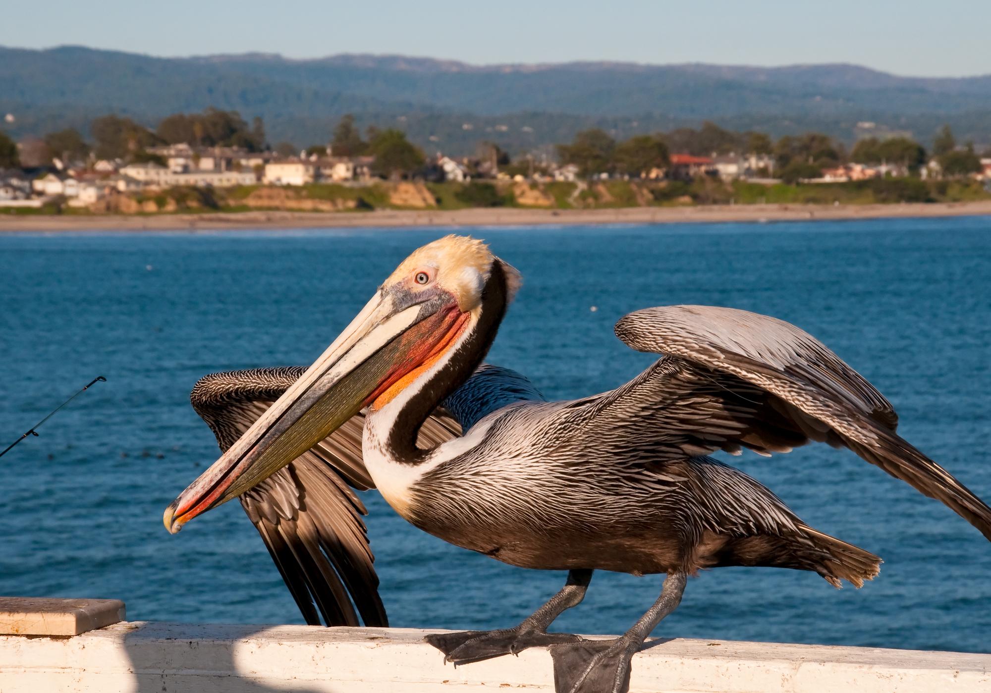 ./20100321_Brown_Pelican.jpg