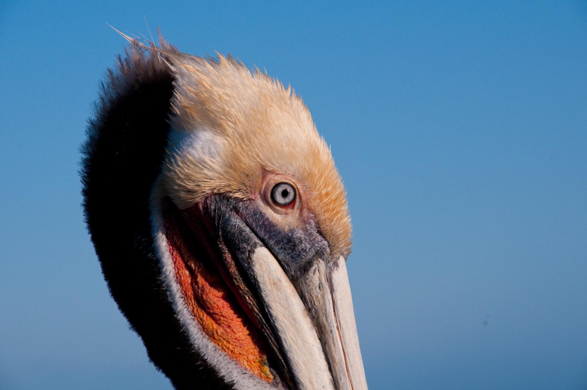 ./20100322_Brown_Pelican_Head.jpg