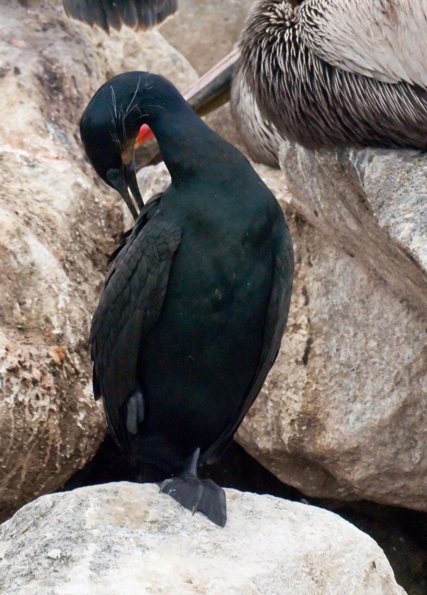 ./20100324_Brants_Cormorant.jpg