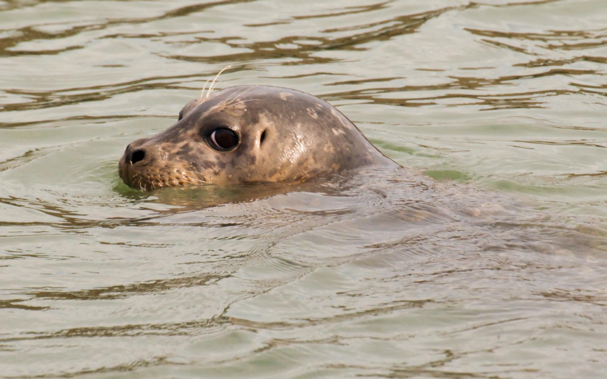 ./20100325_Harbor_Seal.jpg