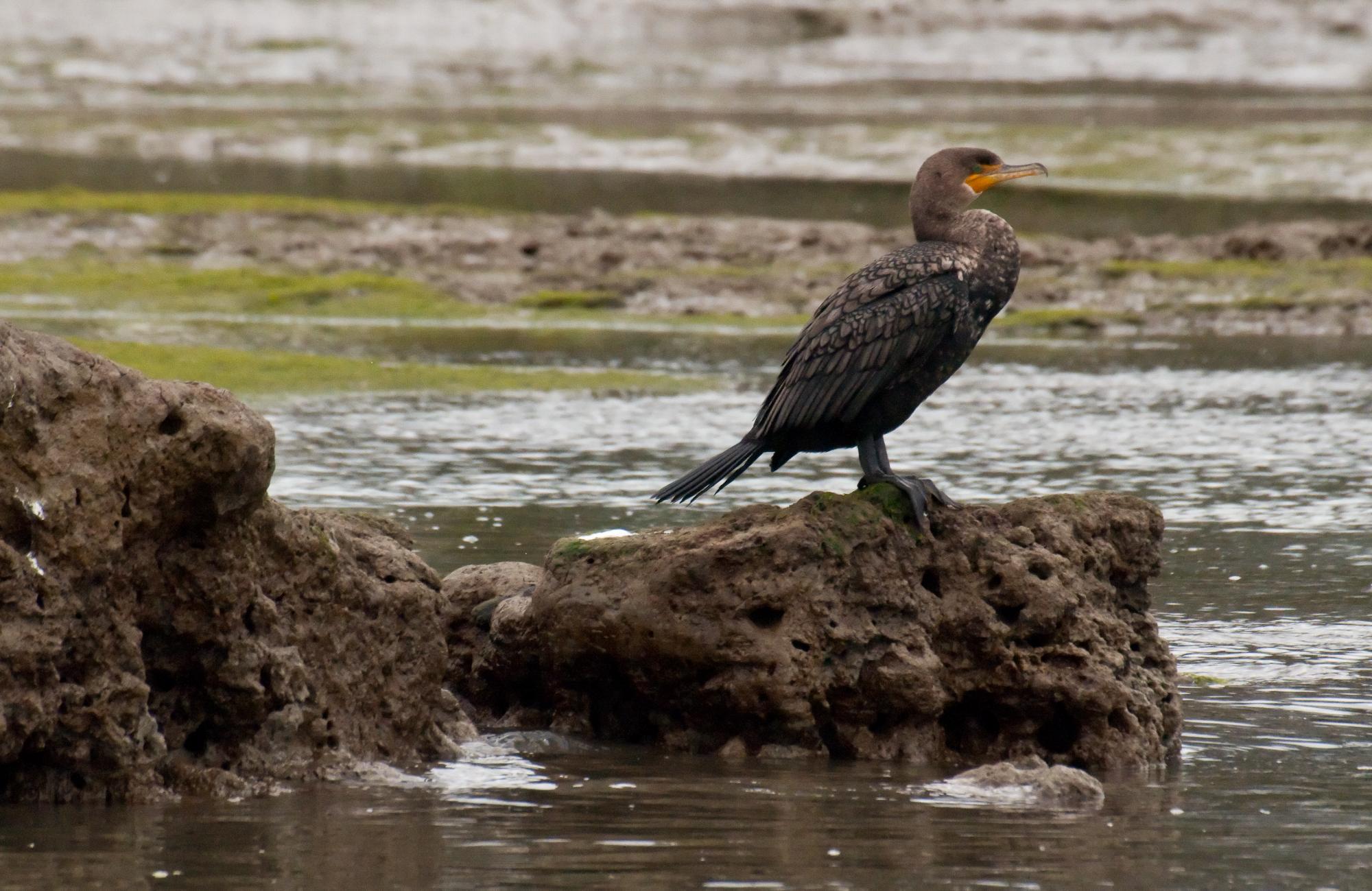 ./20100329_Double_Crested_Cormorant.jpg