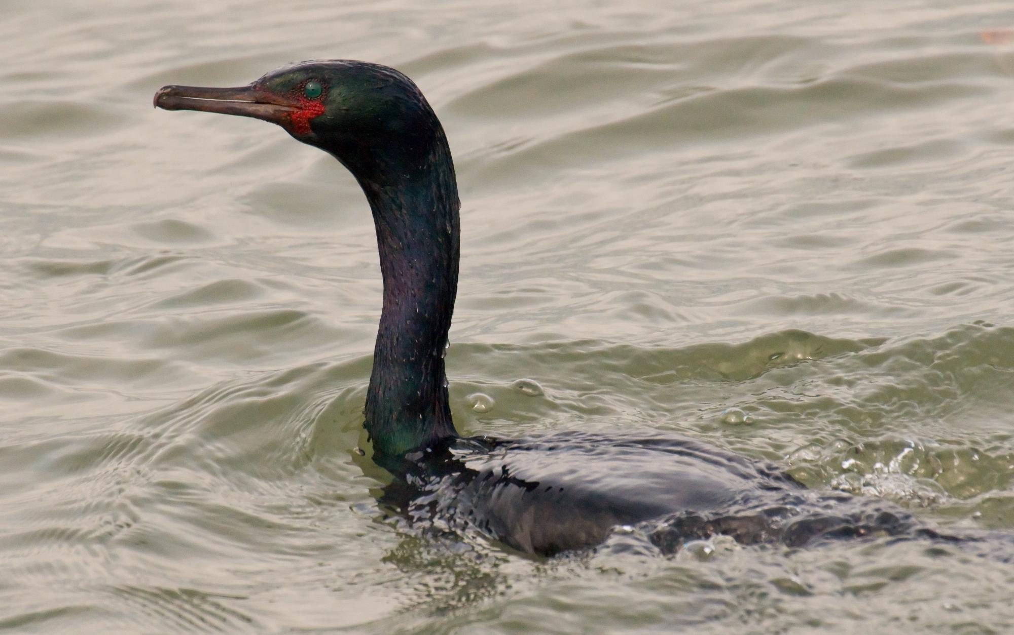 ./20100331_Pelagic_Cormorant_Surfaced.jpg