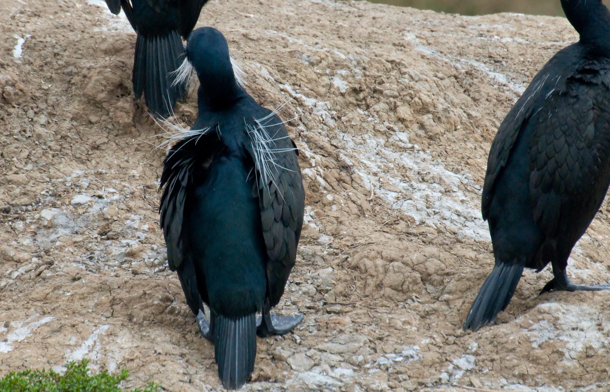 ./20100404_Brants_Cormorant_White_Plumes.jpg