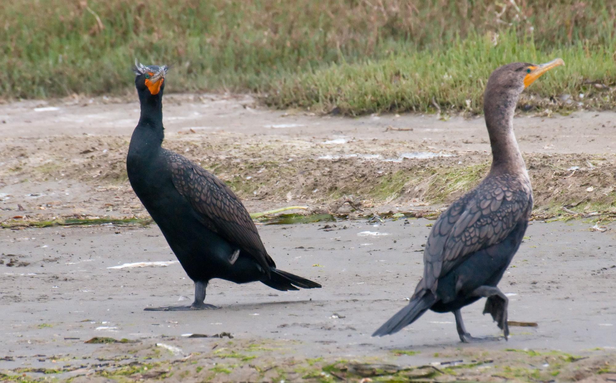 ./20100405_Two_Double-crested_Cormorants.jpg