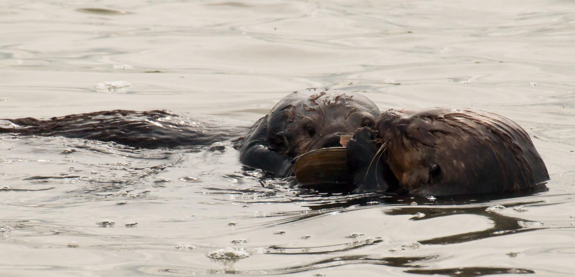 ./20100413_Sea_Otter_Persuade.jpg