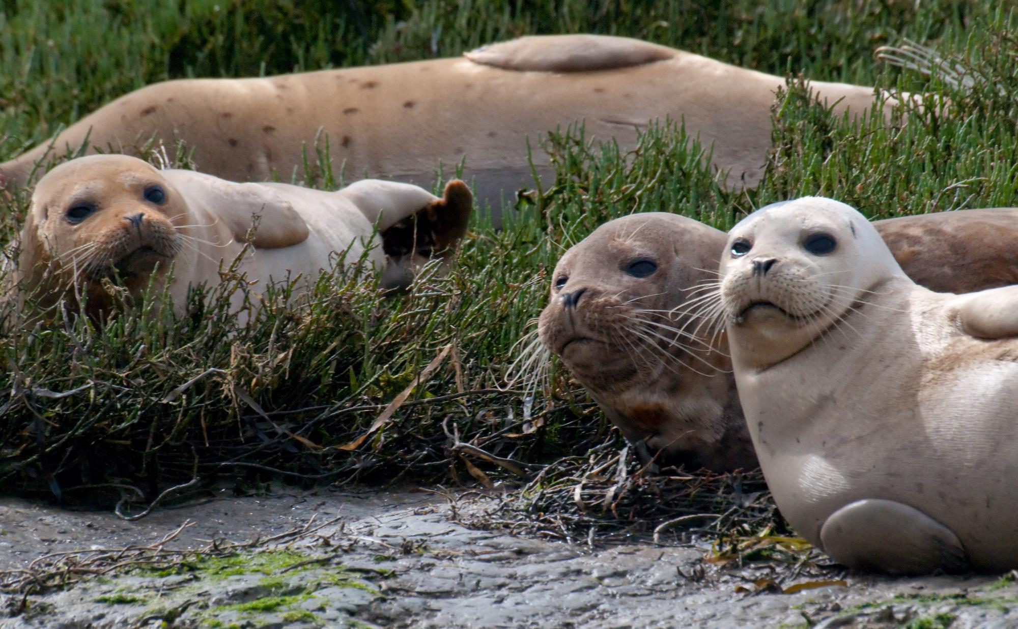 ./20100426_Harbor_Seal_Colors.jpg