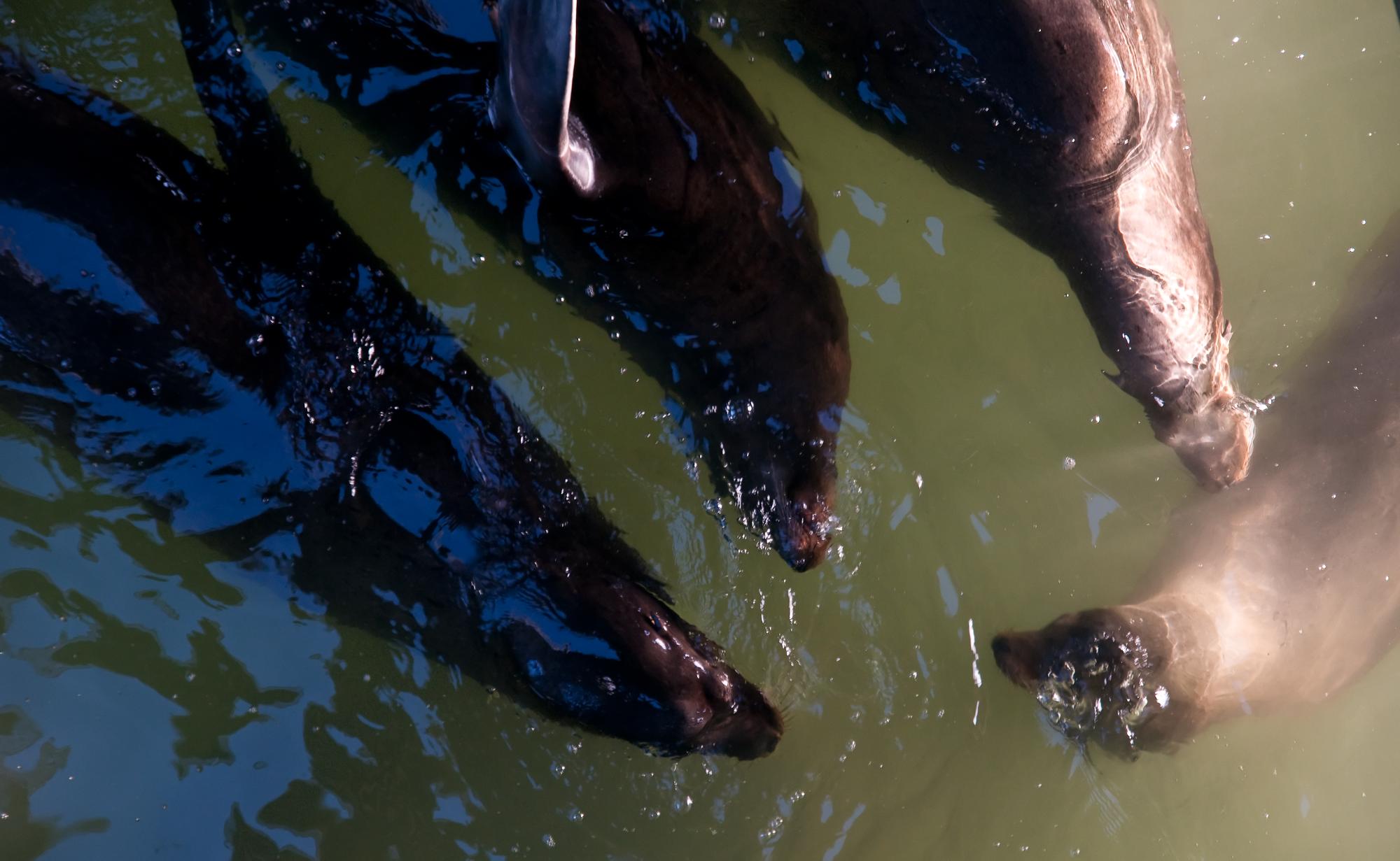 ./20100427_Sea_Lions_Under_Wharf.jpg