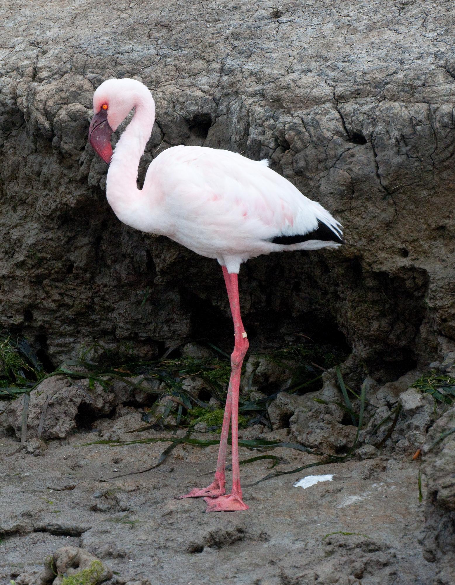 ./20100503_Lesser_Flamingo_Elkhorn_Slough.jpg