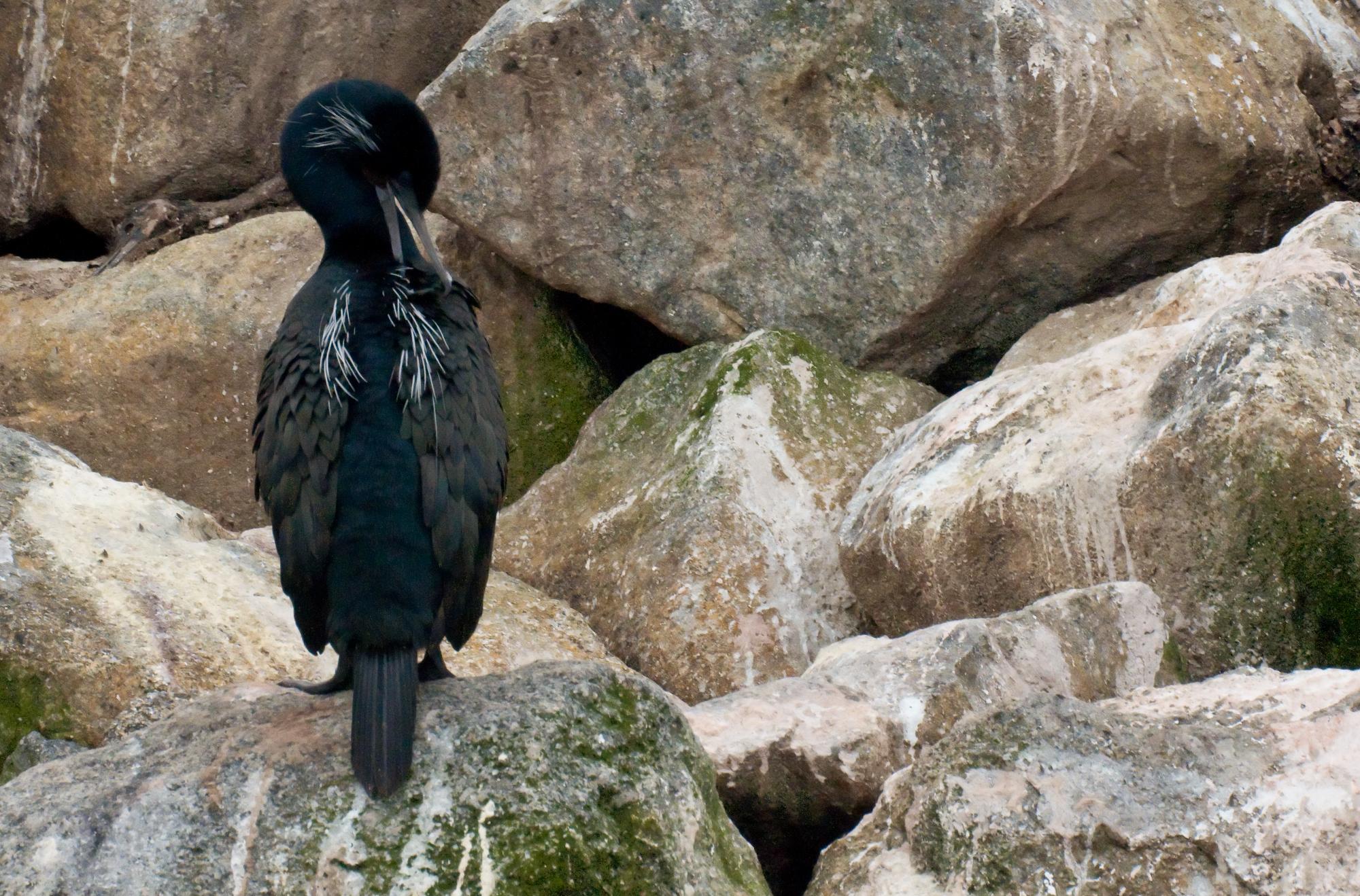 ./20100508_Brants_Cormorant_Preening.jpg