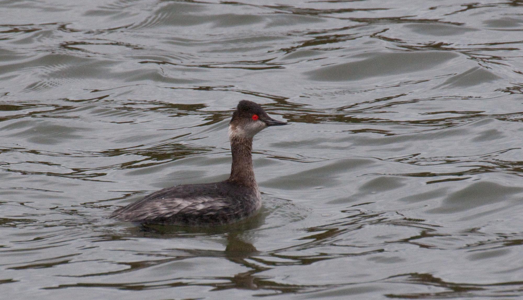 ./20100510_Eared_Grebe_Winter_Look.jpg