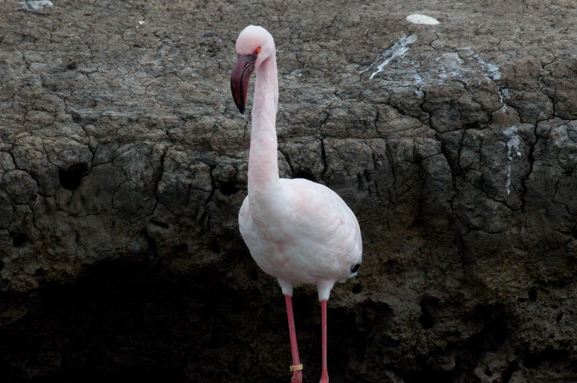 ./20100512_Lesser_Flamingo_Fed_Up.jpg