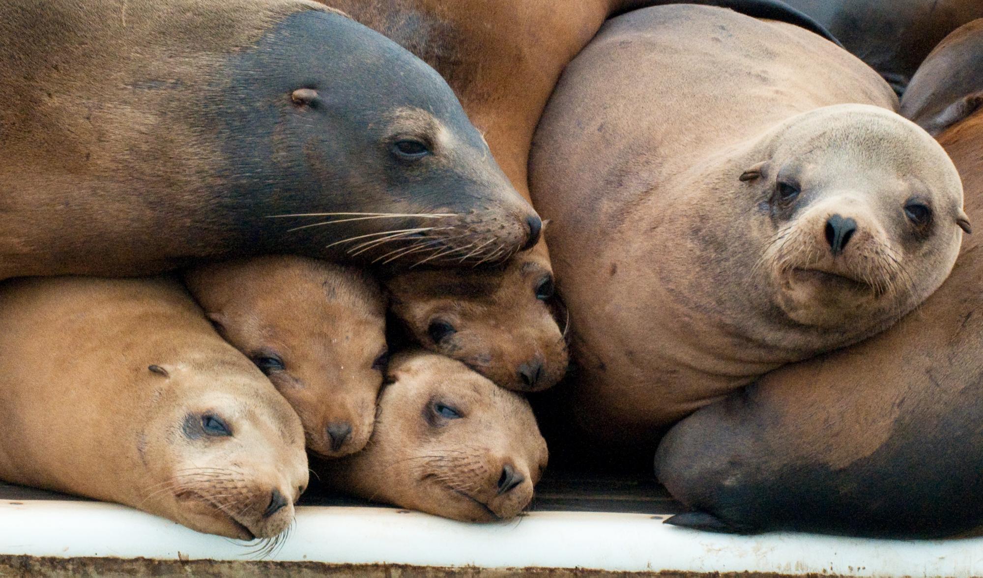 ./20100513_California_Sea_Lion_Family_Portrait.jpg