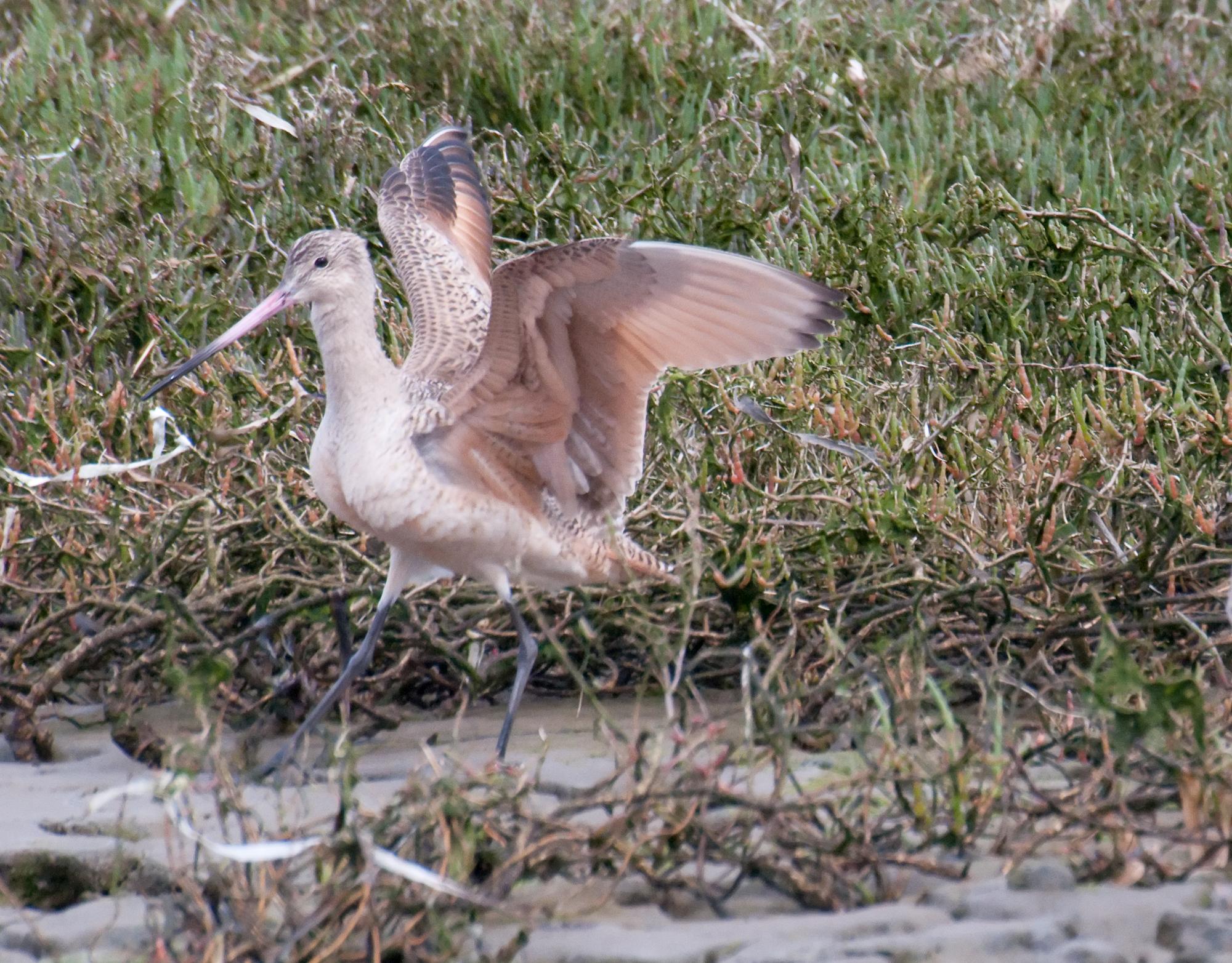 ./20100516_Marbled_Godwit_Elkhorn_Slough.jpg